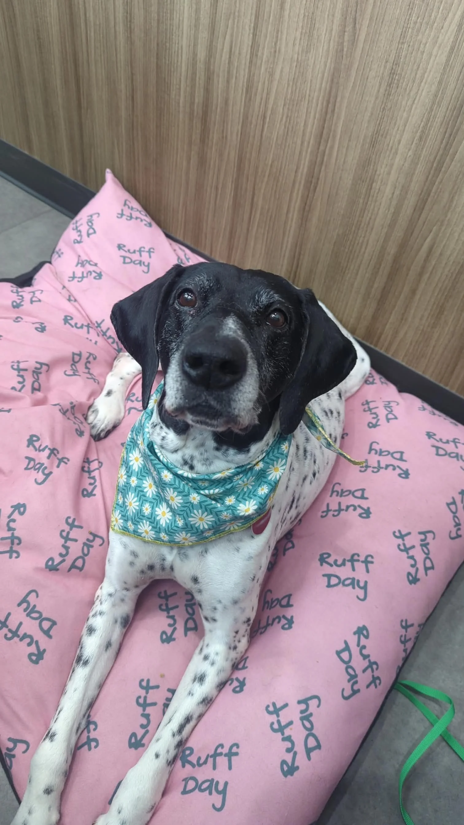A black and white dog lying on a pink blanket with the words 'Ruff Day' printed repeatedly on it. The dog is wearing a blue bandana with a daisy pattern and looking at the camera.