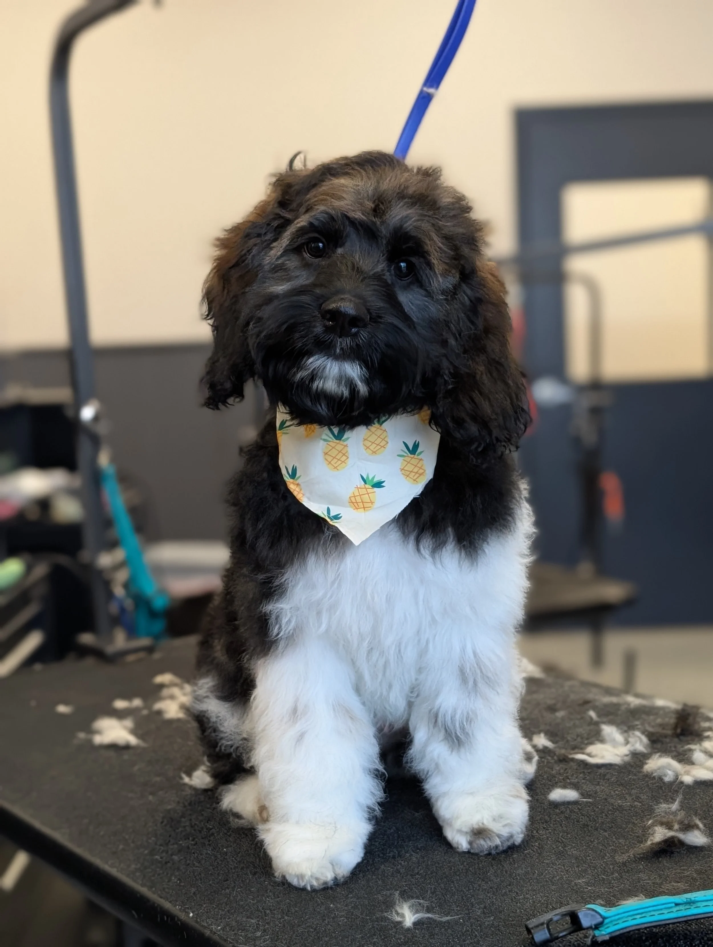 An adorable groomed black and white puppy with fluffy fur, sitting on a grooming table, wearing a bandana with pineapples.