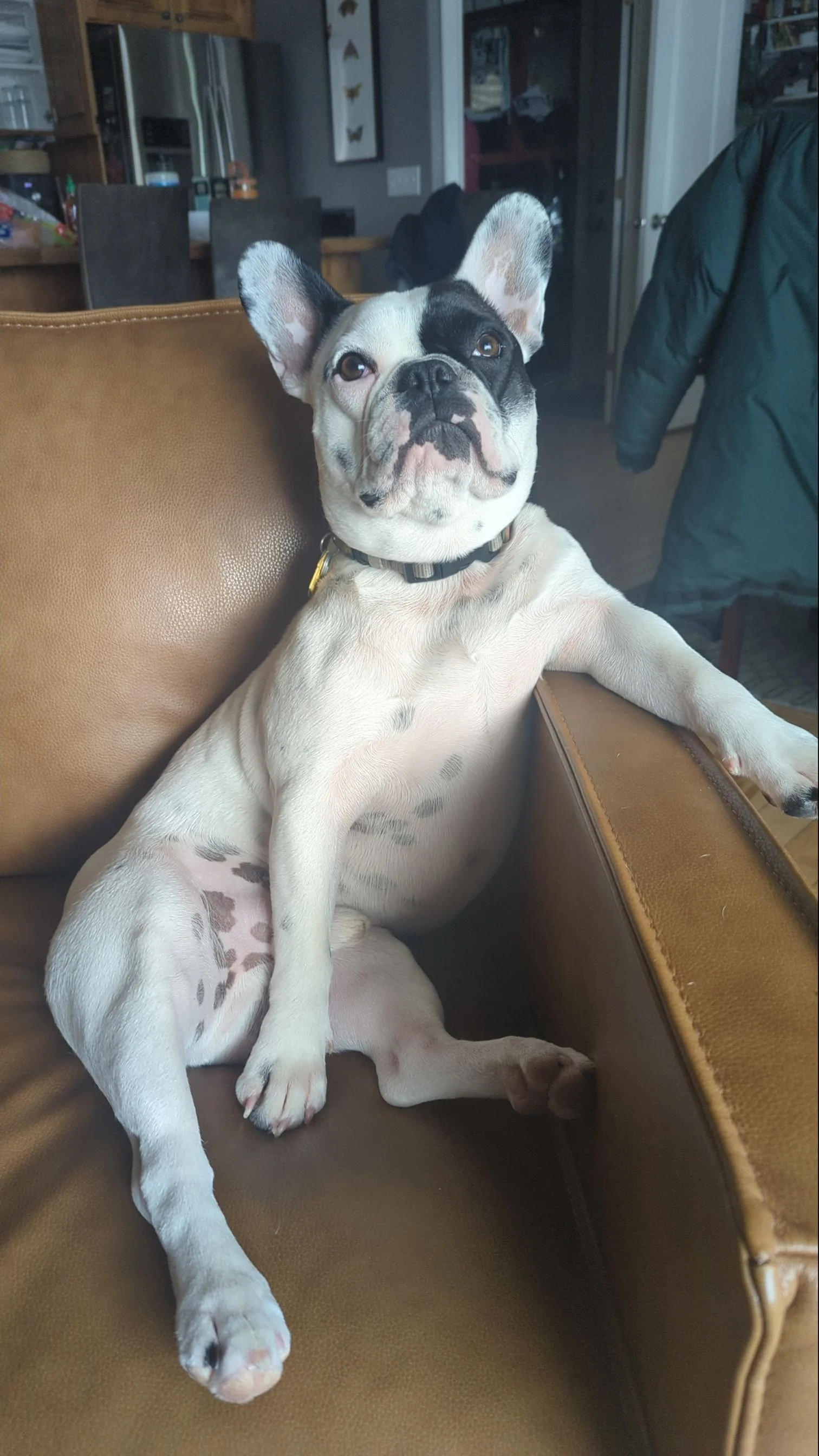 A French Bulldog puppy with a black patch around one eye, sitting on a tan leather couch inside a home. The puppy looks alert, with ears upright and head slightly raised, wearing a collar. In the background, there is a kitchen and a person wearing a dark jacket standing near a door.