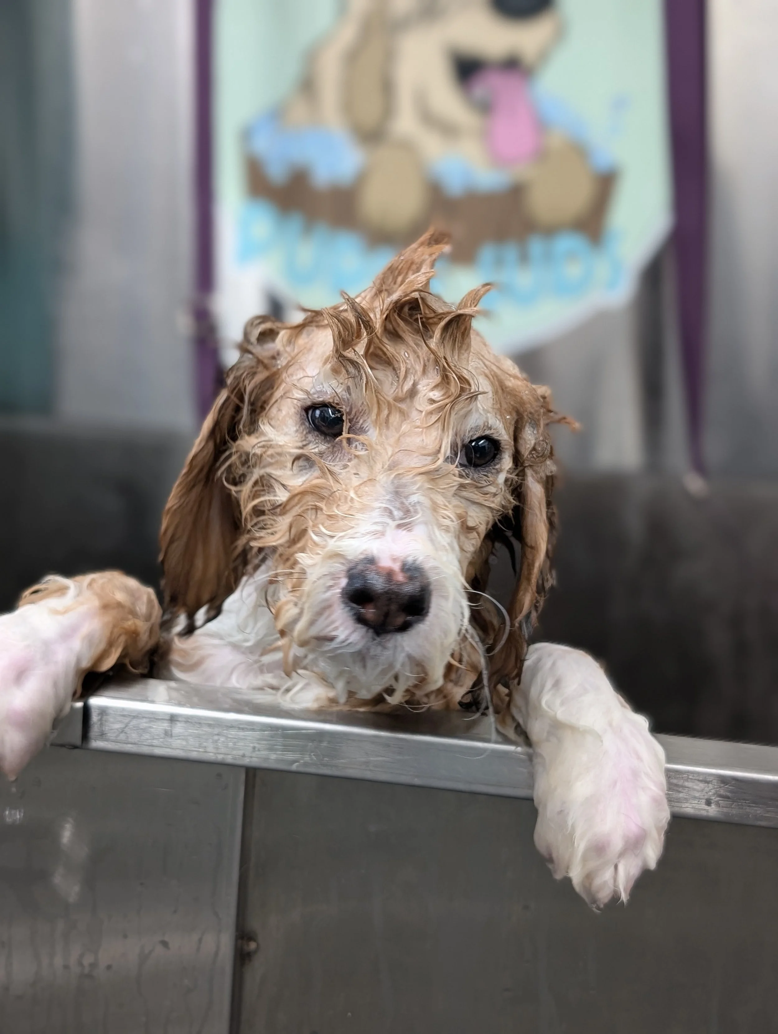 A small wet dog with curly, light brown and white fur sits in a stainless steel bath tub in a grooming van, with a colorful dog-themed poster in the background.