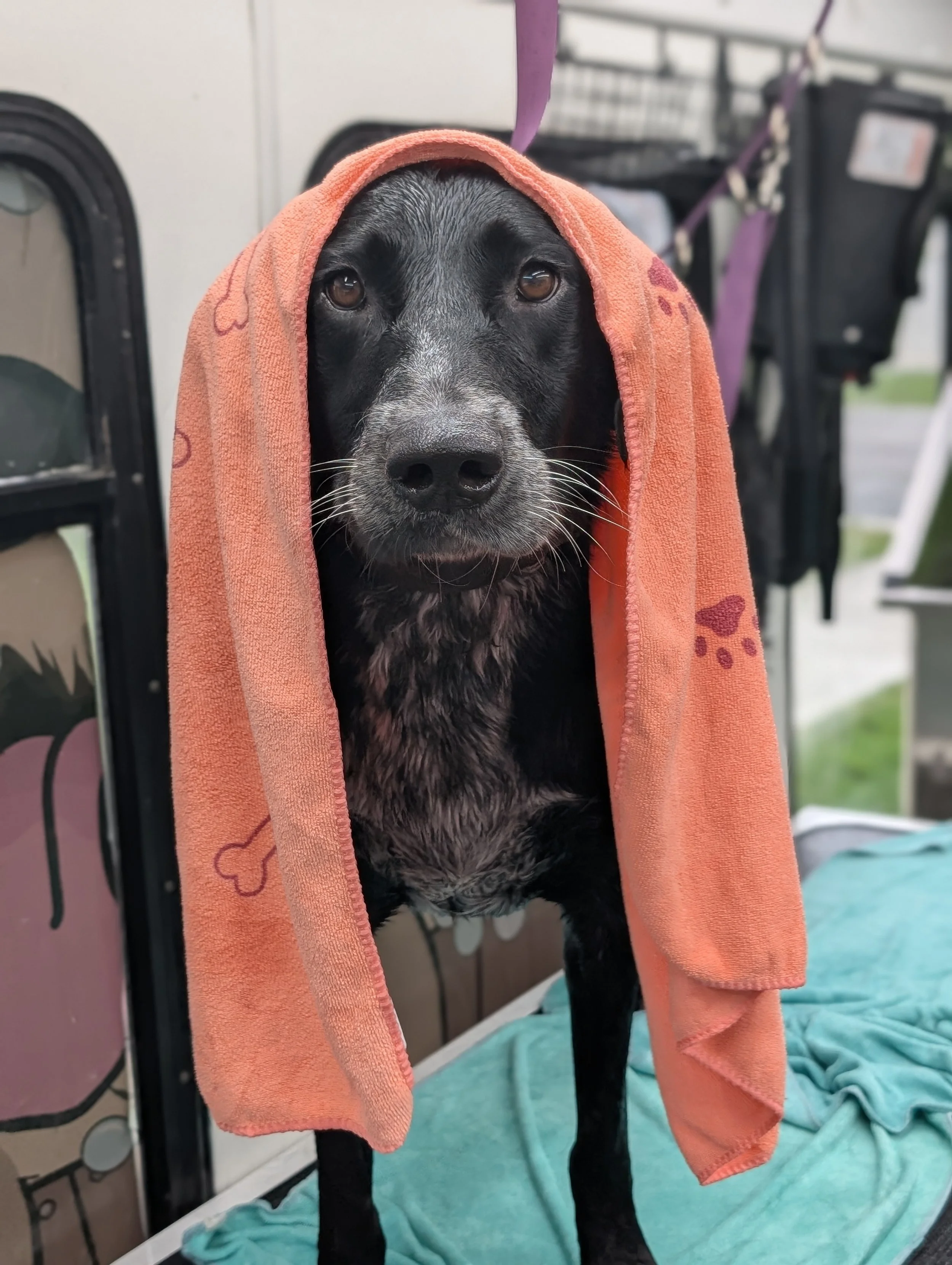 A black dog with white speckles on its face, wearing an orange towel over its head, standing on a teal blanket on top of a pet grooming table
