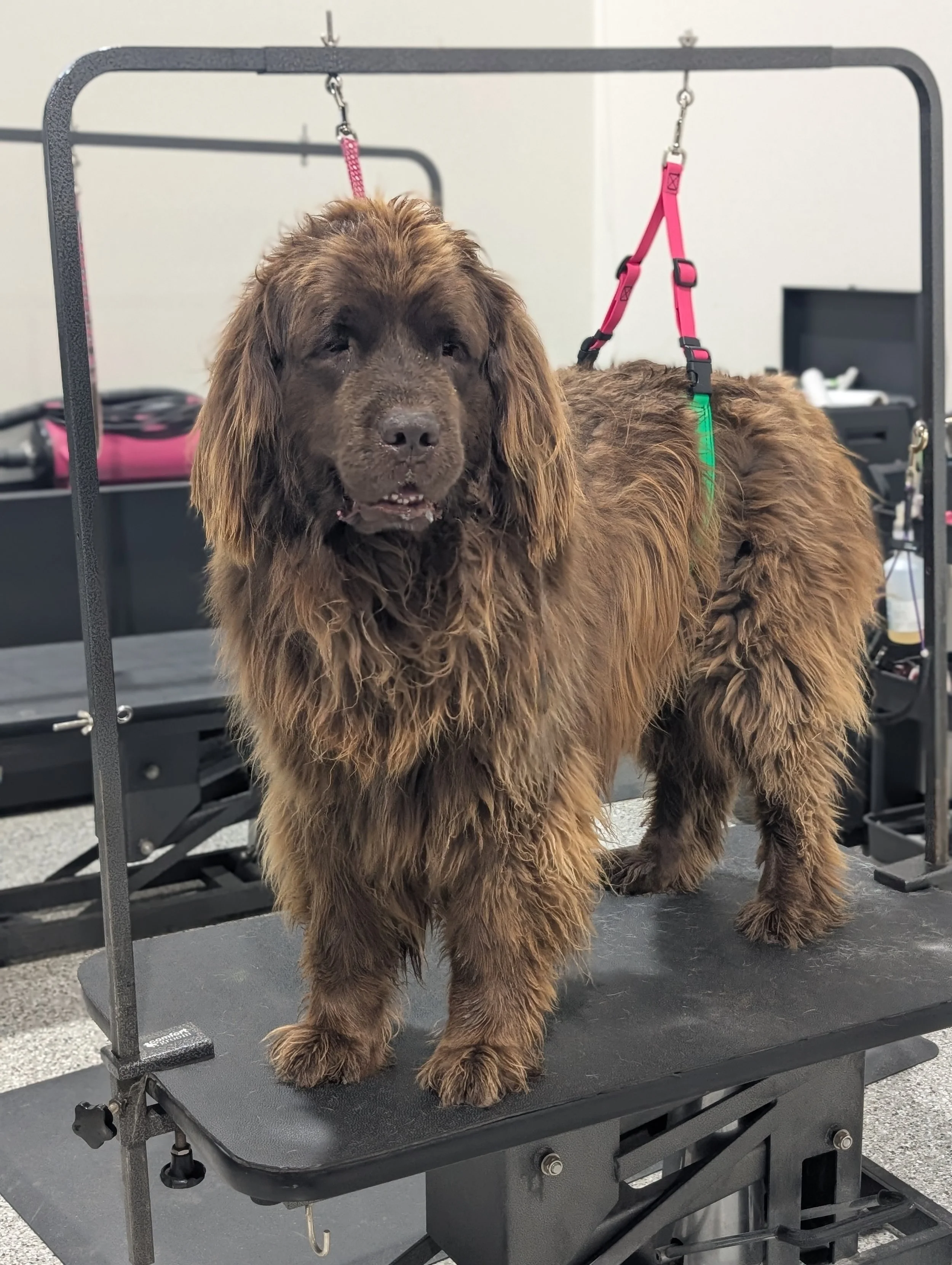 A large brown newfoundland dog with heavily matted fur on a grooming table, harnessed with a pink and green leash.