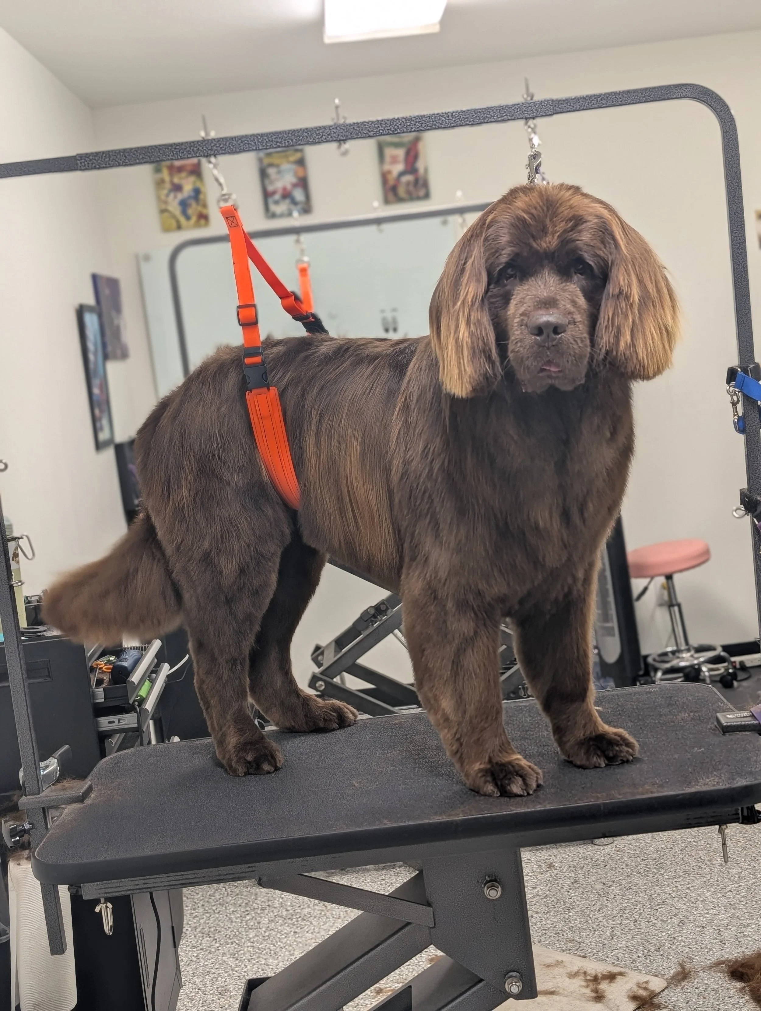 A large brown newfoundland dog with clean sleek fur standing on a grooming table with a grooming harness.