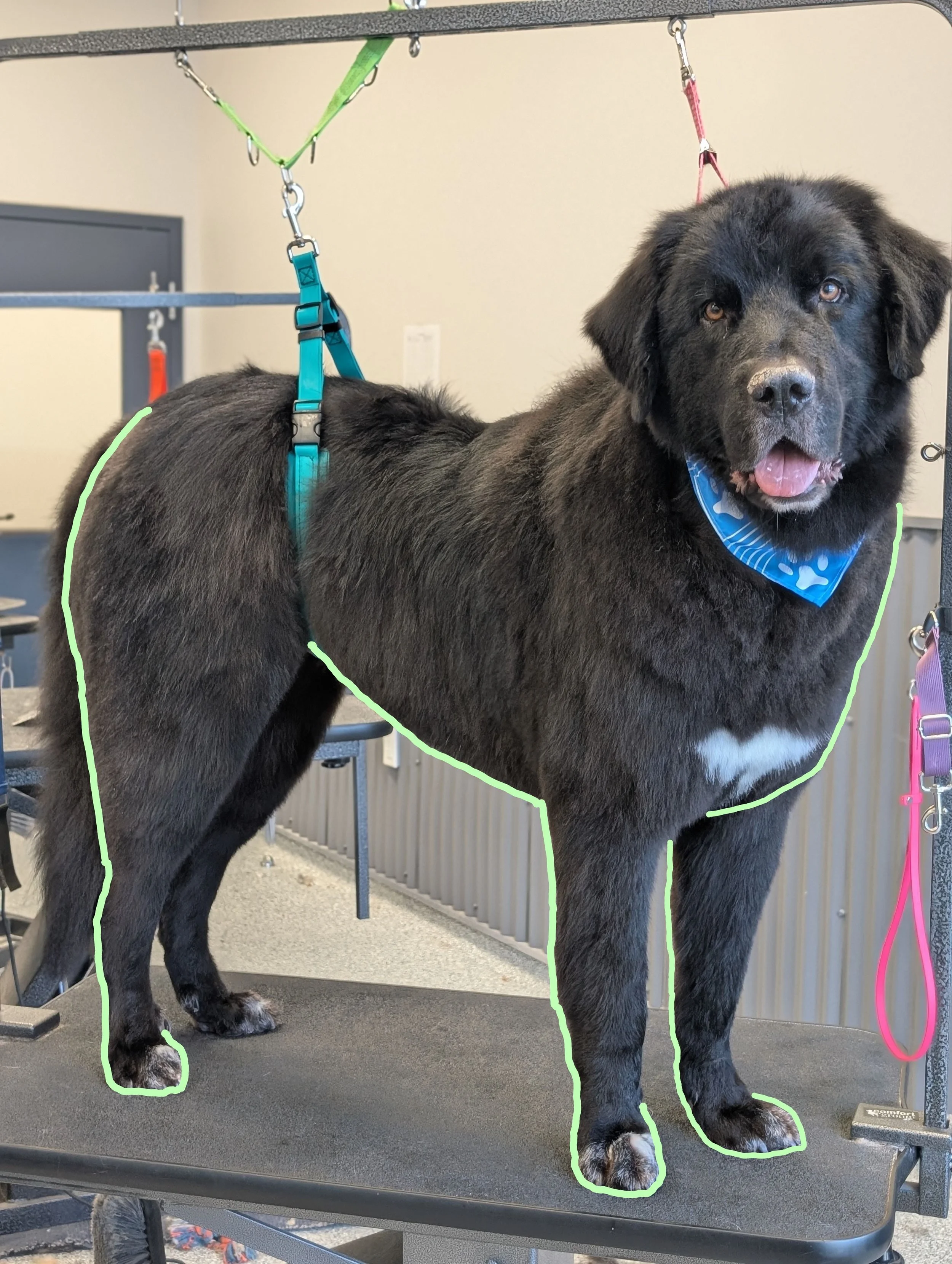 Young black labrador retreiver with floppy ears and brown eyes on grooming table, wearing a blue bandana with white paw prints, connected to grooming restraints, in grooming salon. Outlined in green across the chest, belly, and around the legs.