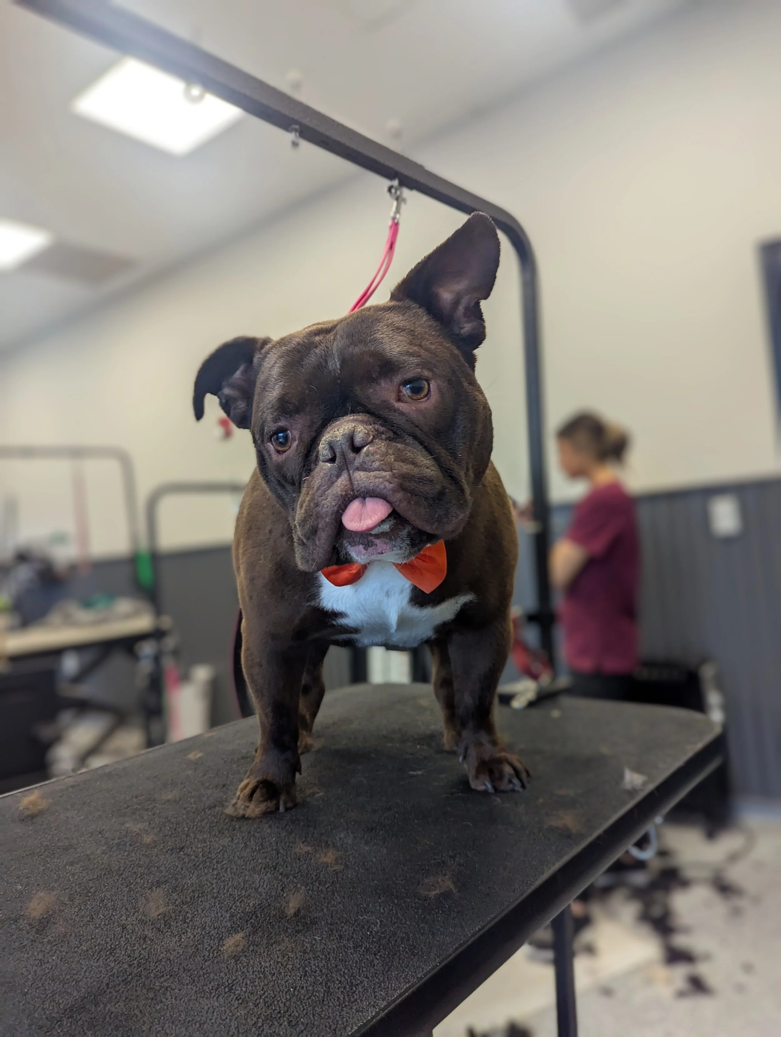 A brindle French bulldog with an orange bow tie, standing on a grooming table.