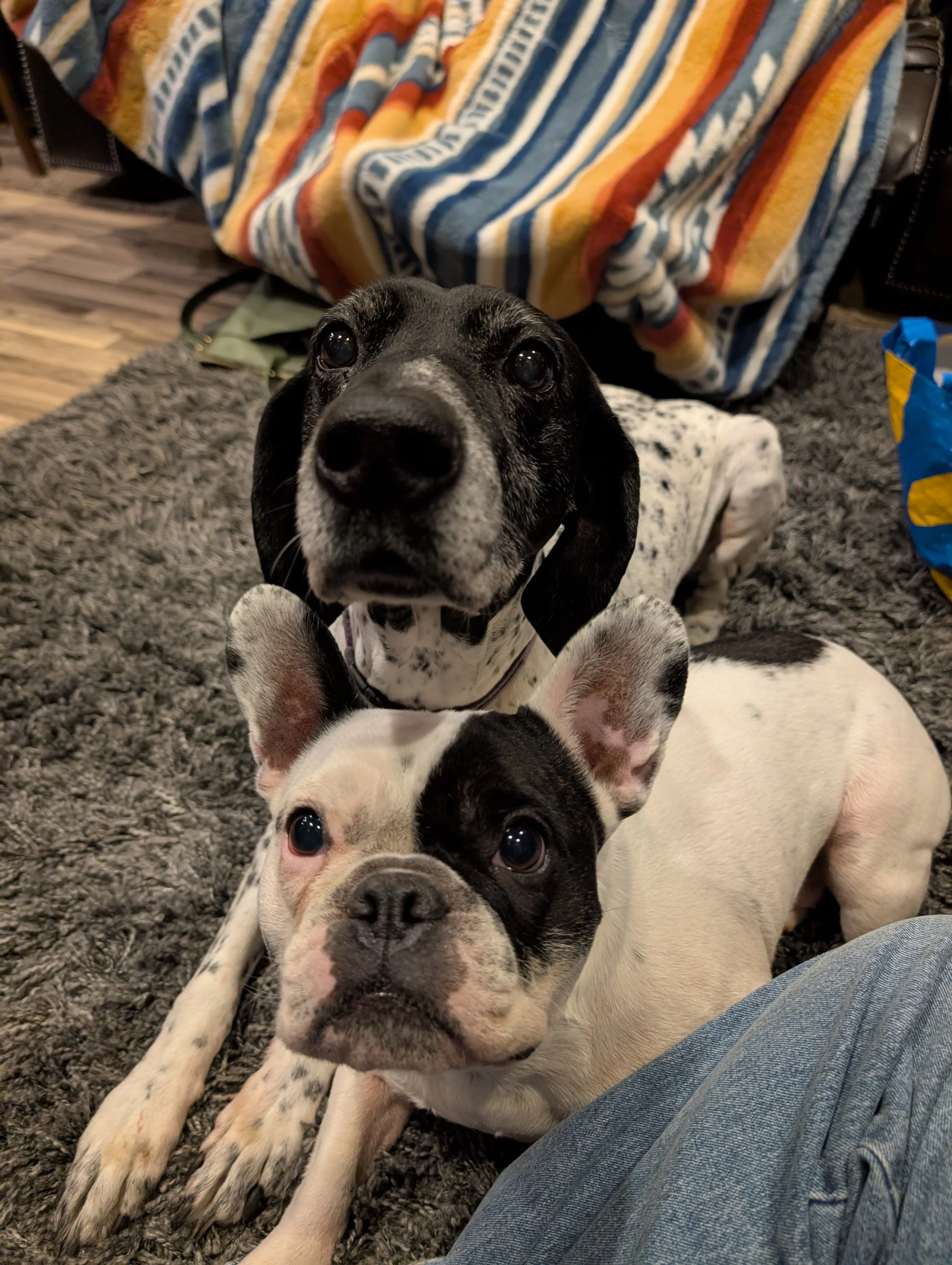 Close-up of two adorable puppies lying on a soft gray carpet