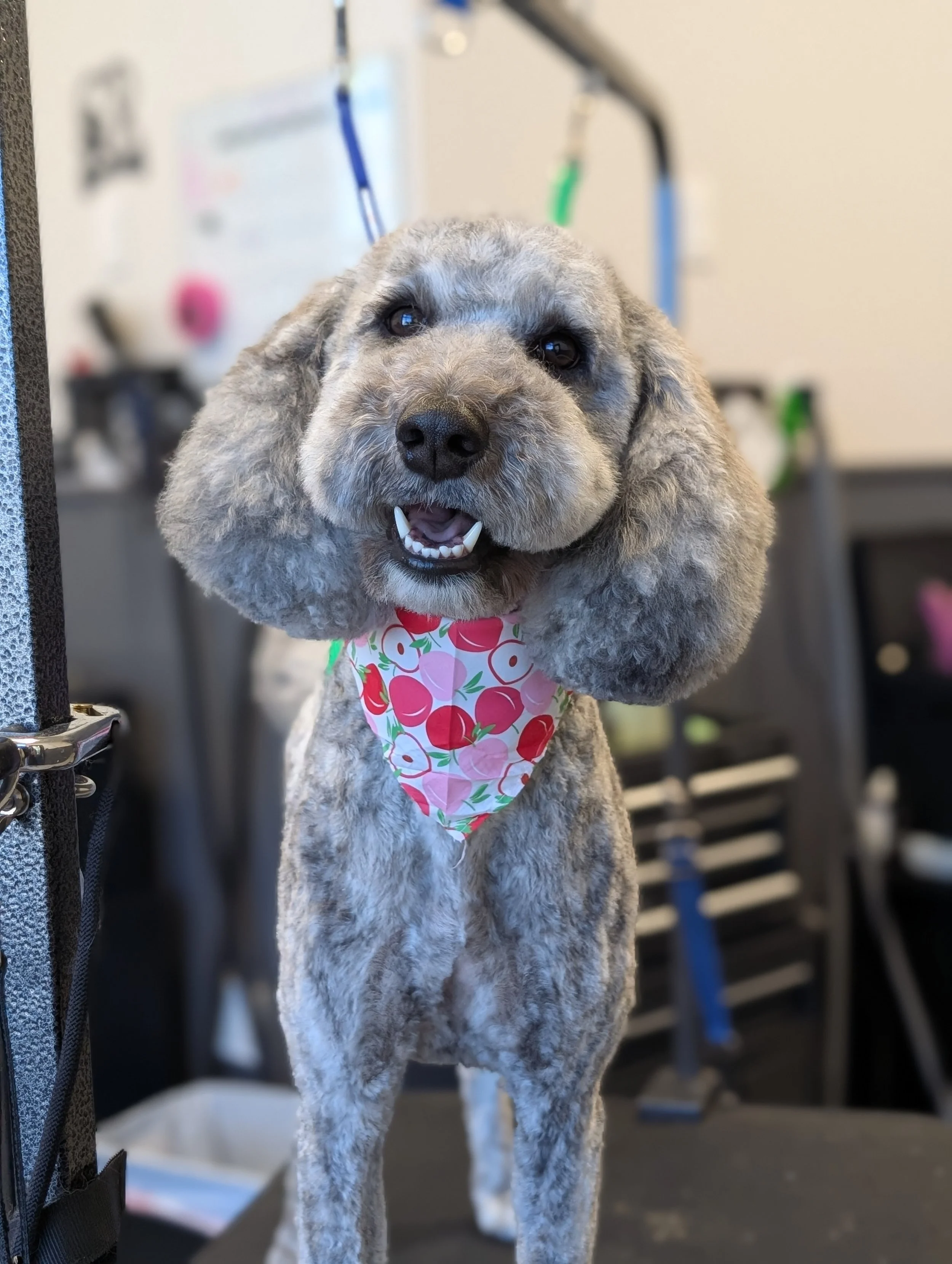 A happy clean cut gray curly-haired doodle with floppy ears and dark eyes wearing a pink and green bandana, standing indoors.