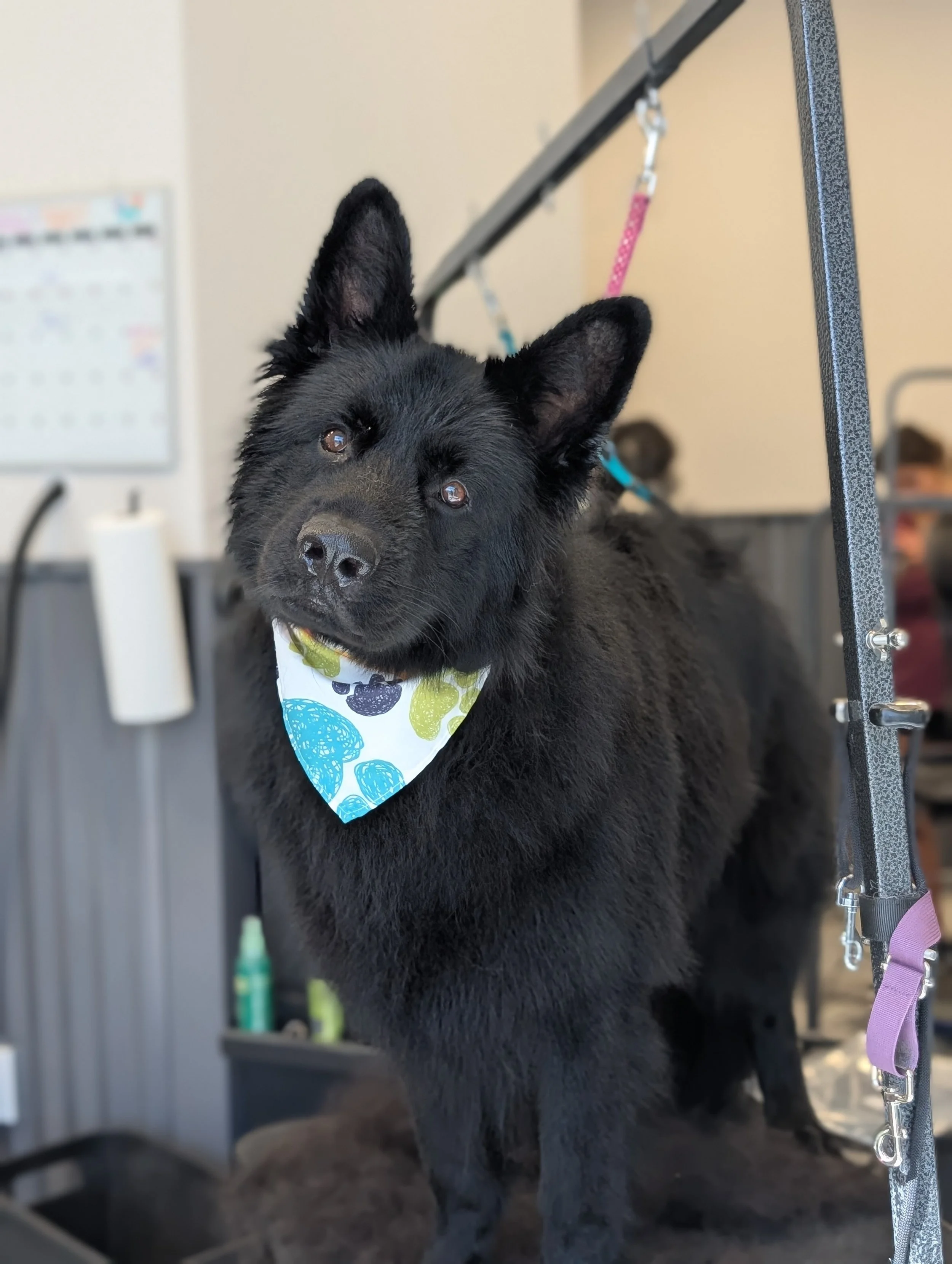 Shiny black pomeranian husky puppy with large ears and a colorful bandana around its neck, standing on a grooming table with grooming equipment in the background.