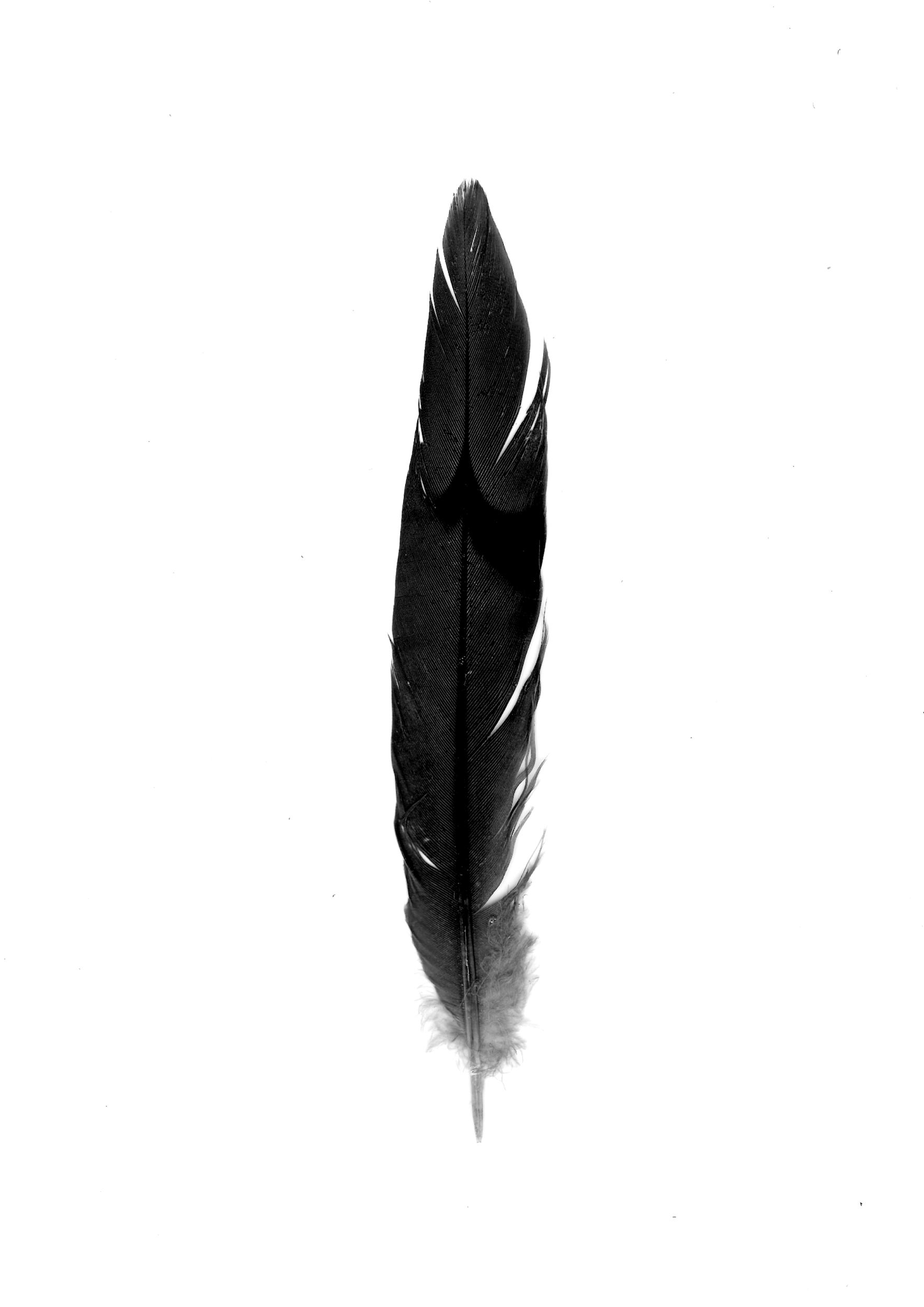 A black and white photograph of a single feather with detailed barbs and a slightly wispy tip, centered on a plain white background.