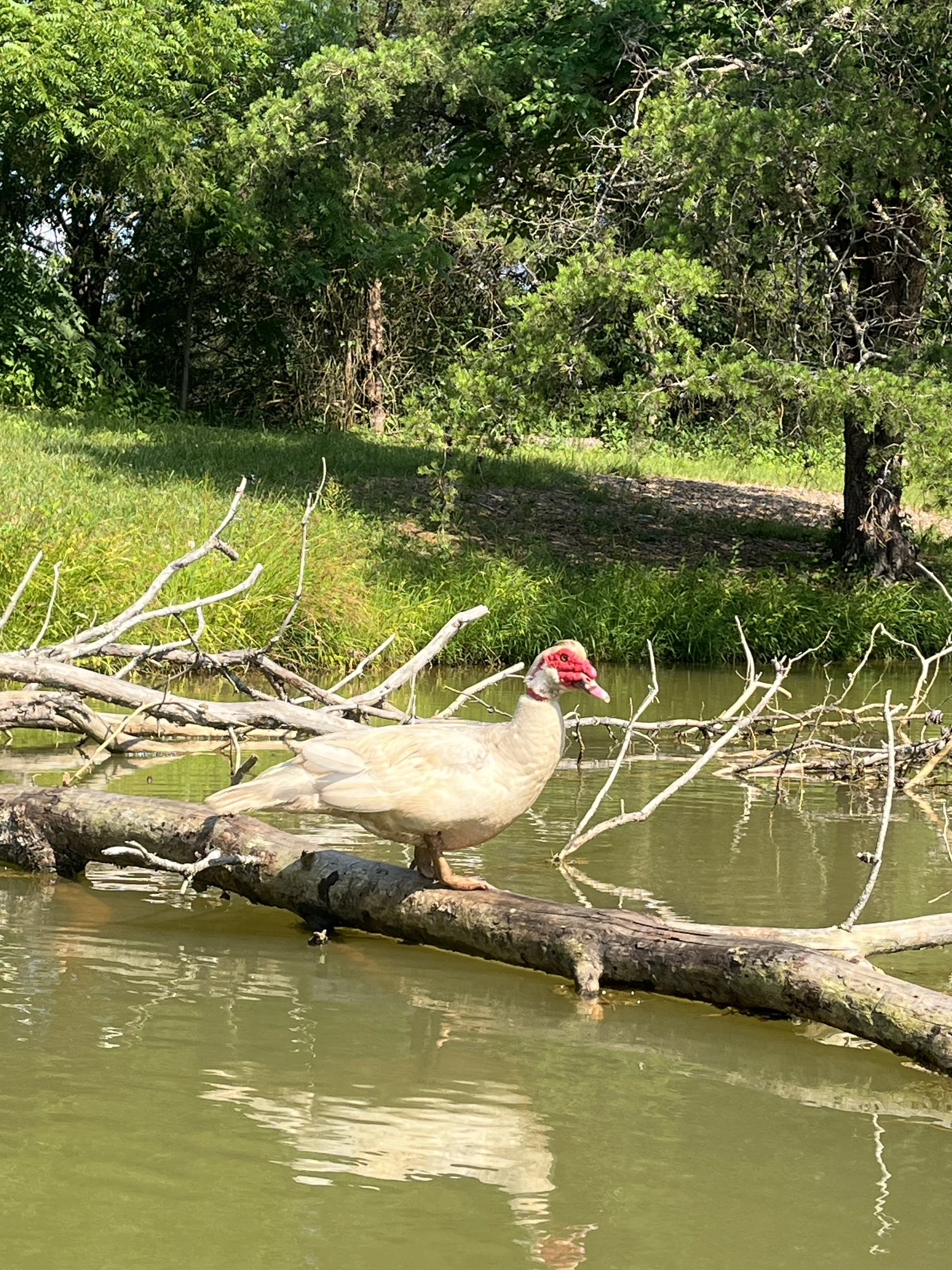 Be nice to America, our duck.
