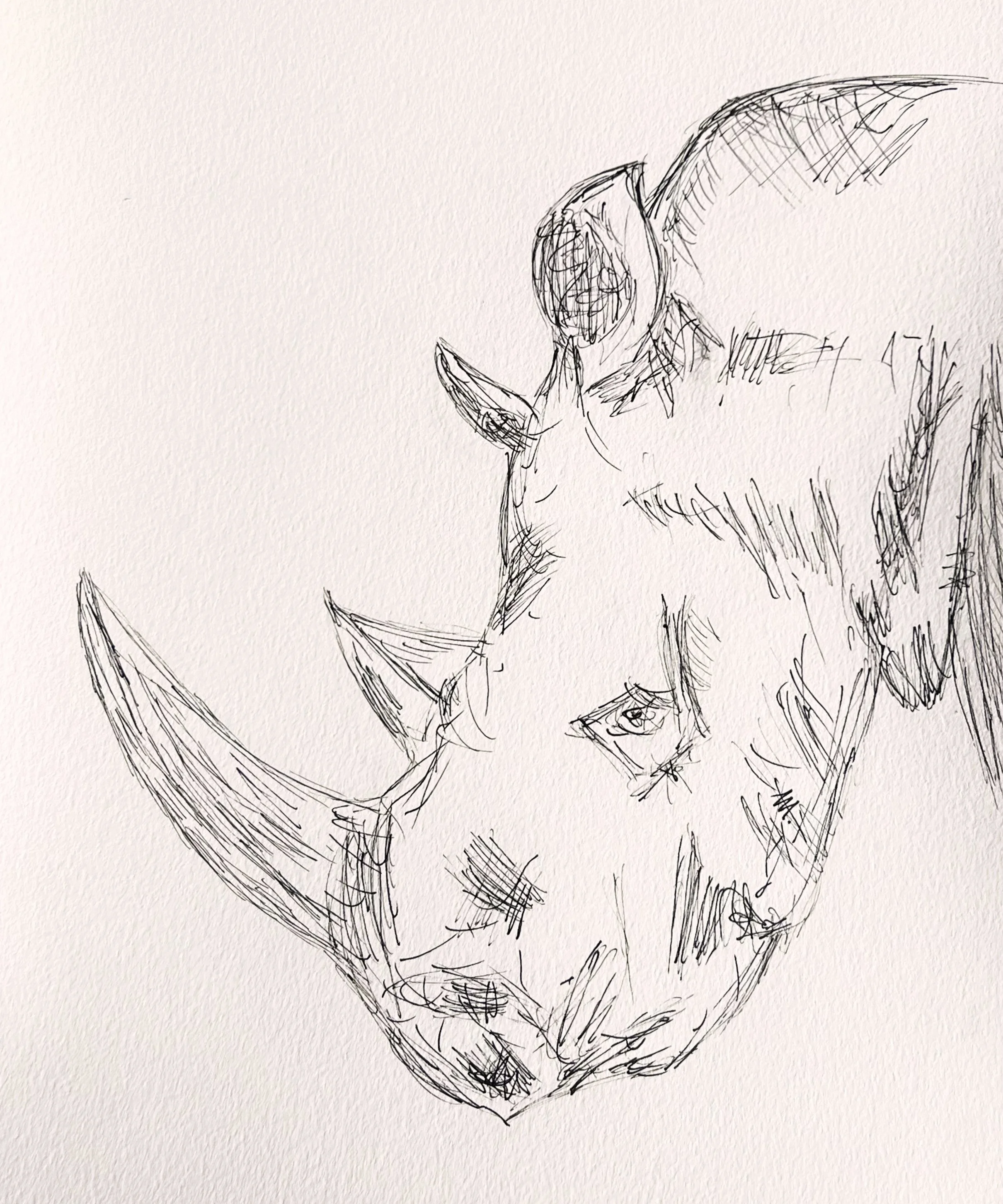 Rino