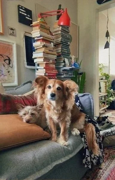 dogs cute dogs therapy for high-achieving men therapy for professional men pasadena california gay lgbtqia+