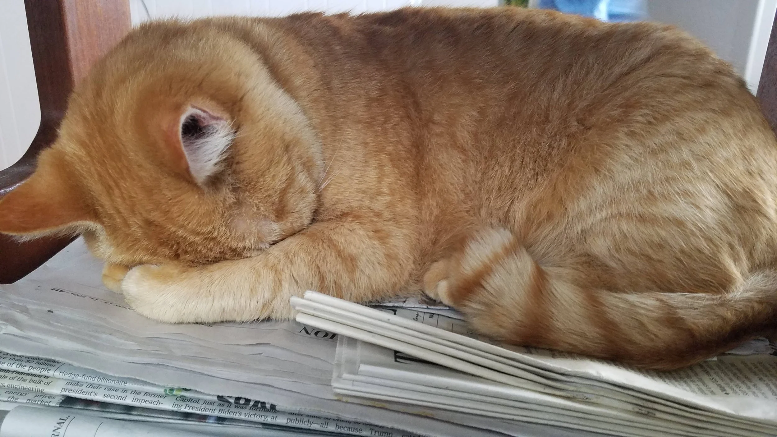 Orange tabby cat sleeping on top of a pile of newspapers.