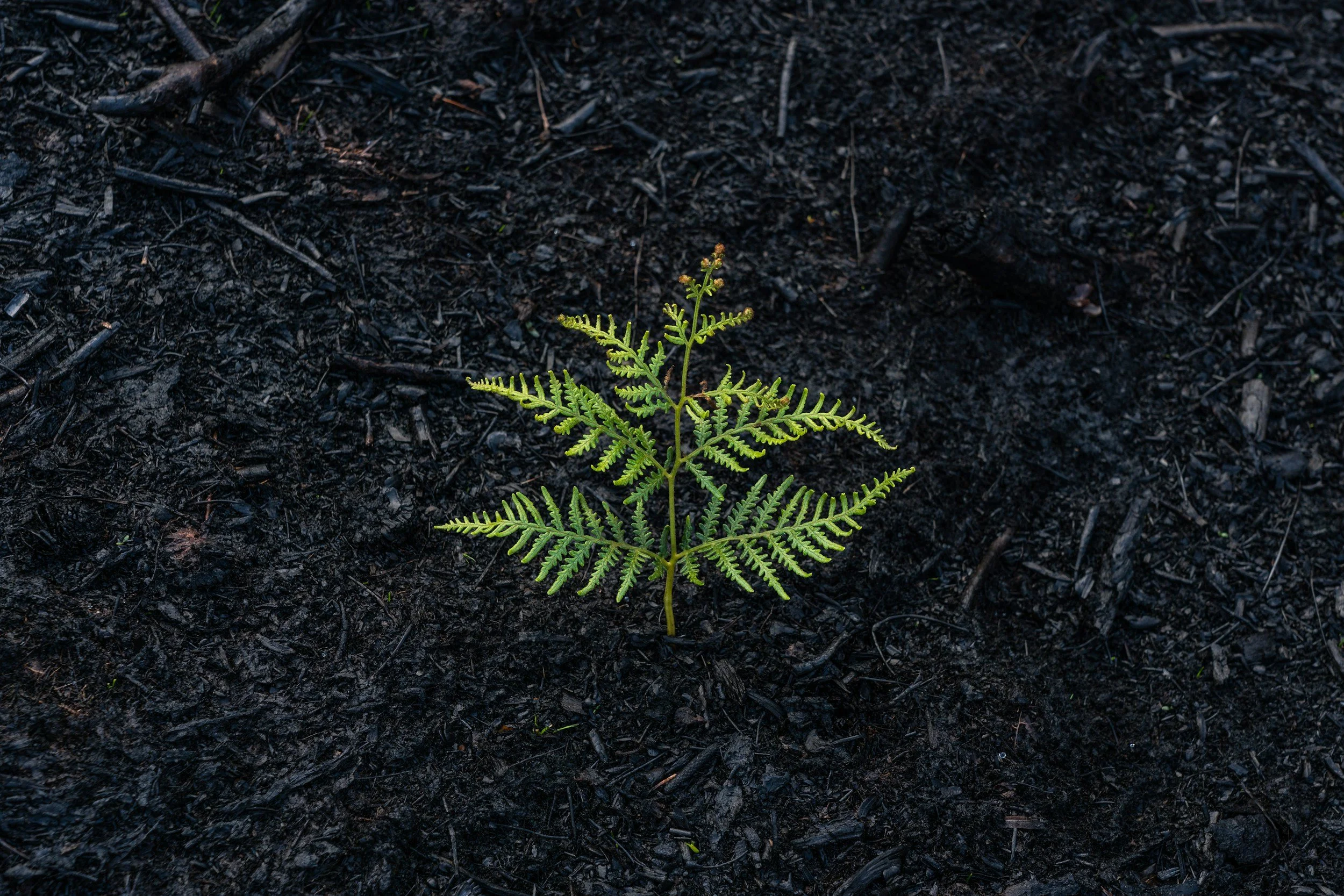 A small green fern plant growing in dark, burnt soil.