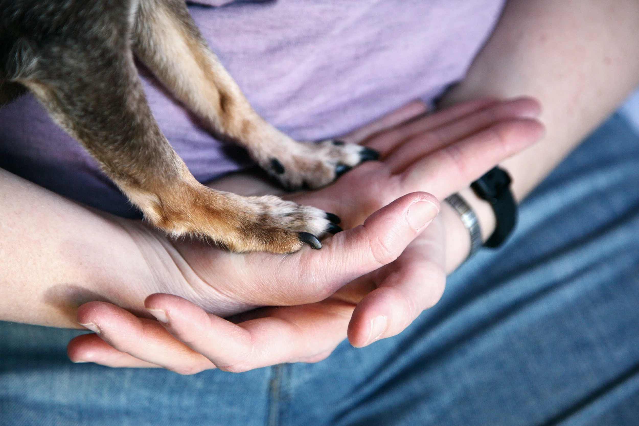 Close-up of a small dog with paws resting on a person's hand, who is wearing a watch and sitting on blue jeans.