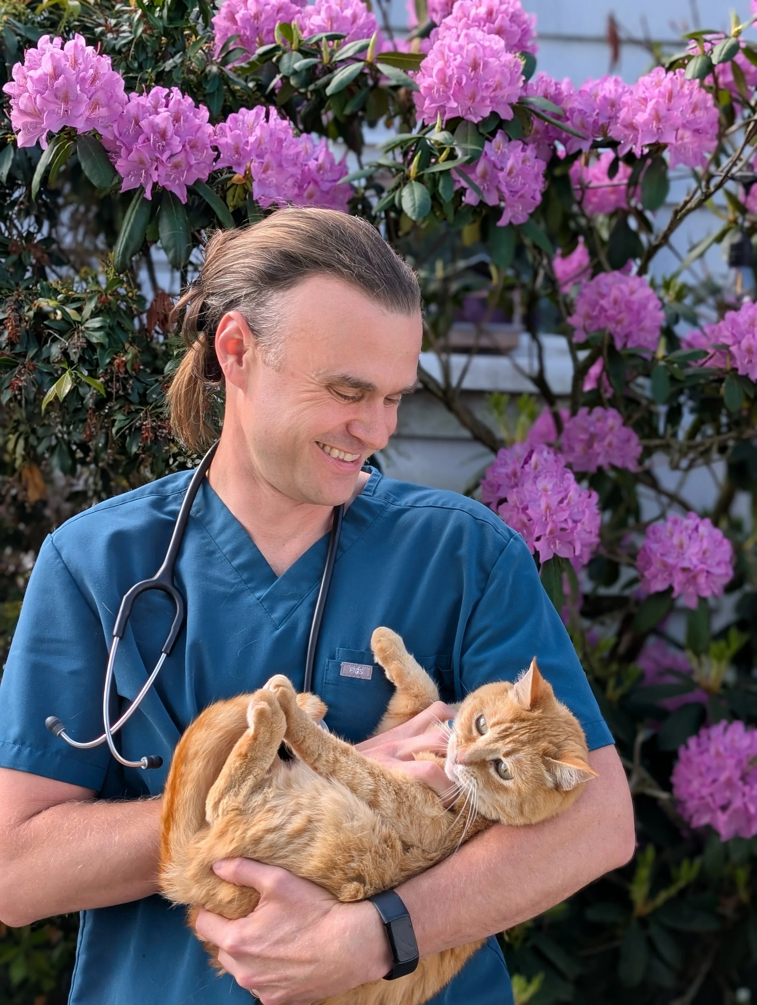 A man dressed as a veterinarian smiling while holding two orange cats outdoors in front of pink rhododendron flowers.