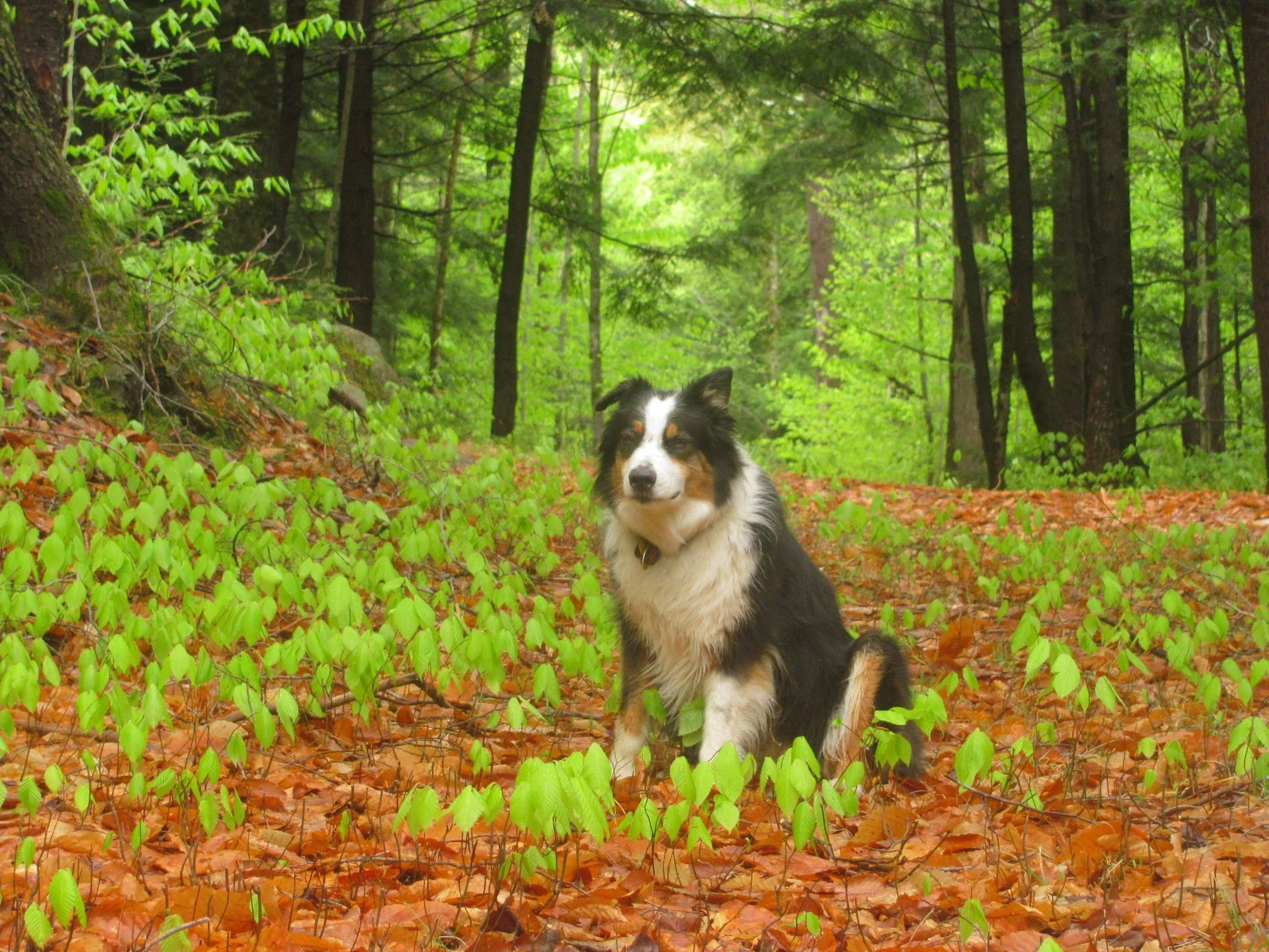 A black, white, and brown dog sitting on a forest floor covered with orange leaves and surrounded by green plants, with tall trees and dense green foliage in the background.