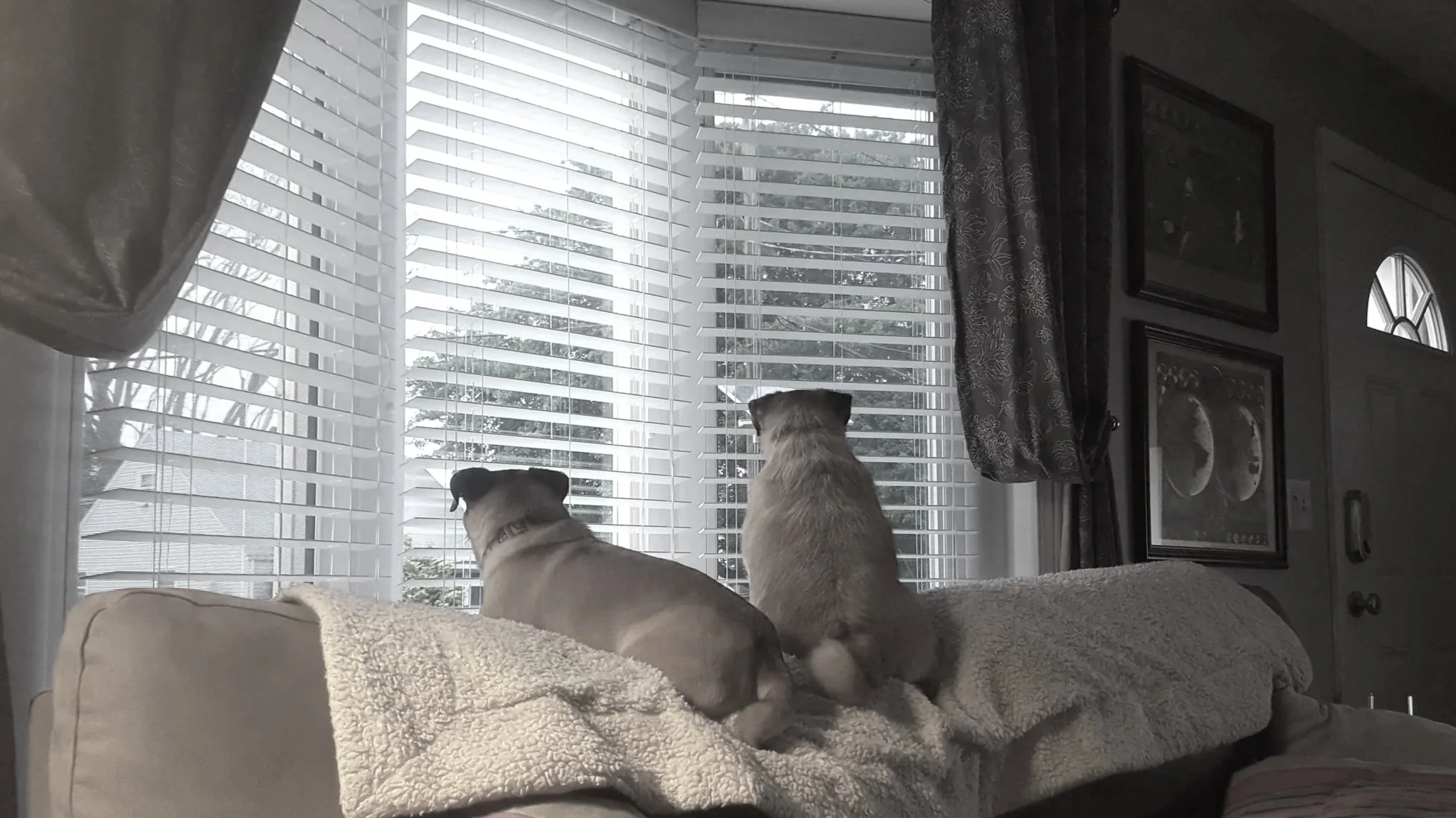 Two dogs sitting on a beige couch, looking out a window with closed blinds, in a living room with framed pictures on the wall.