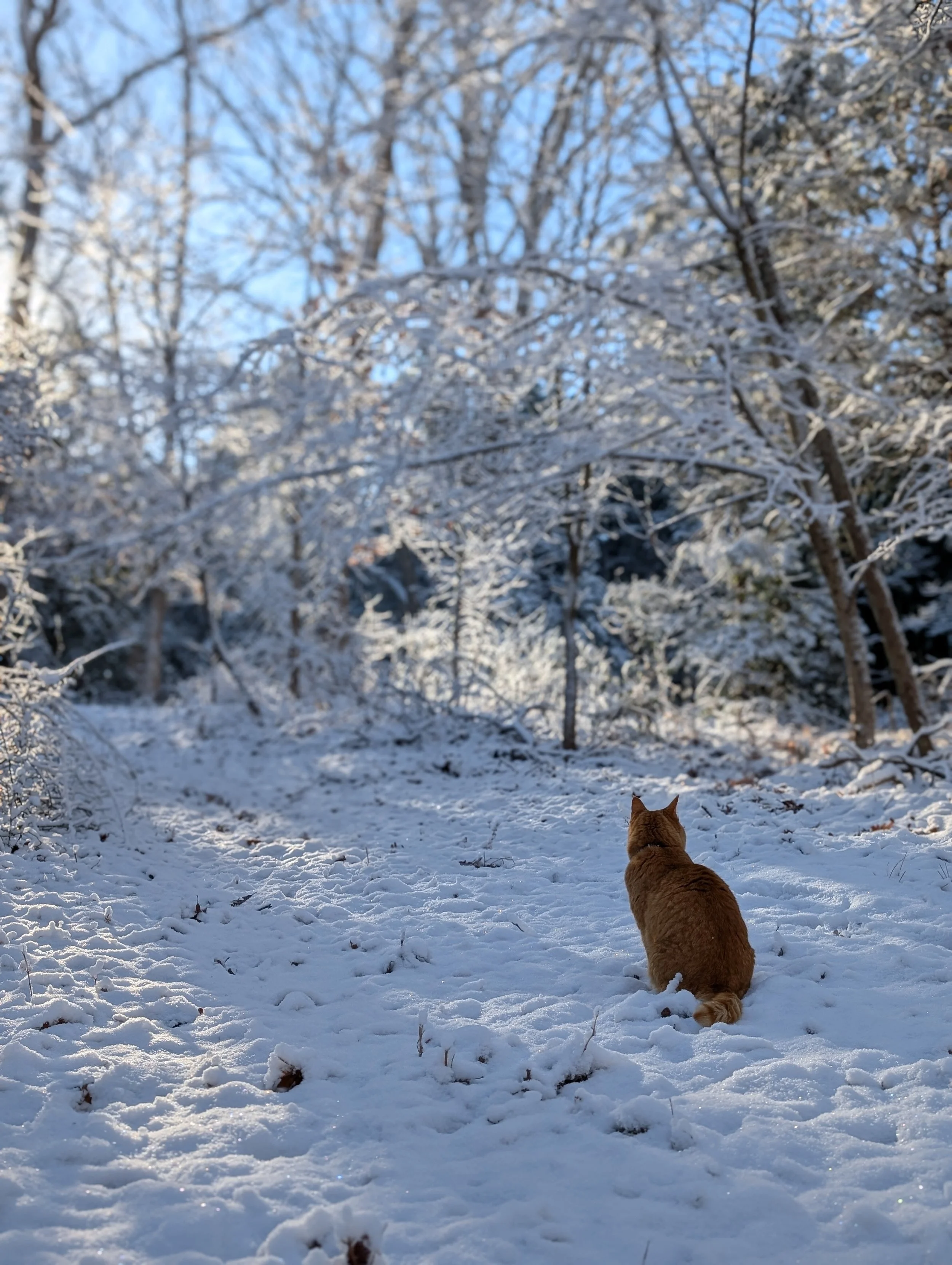 An orange cat sitting on snow-covered ground in a winter forest, looking at snow-laden trees and blue sky.