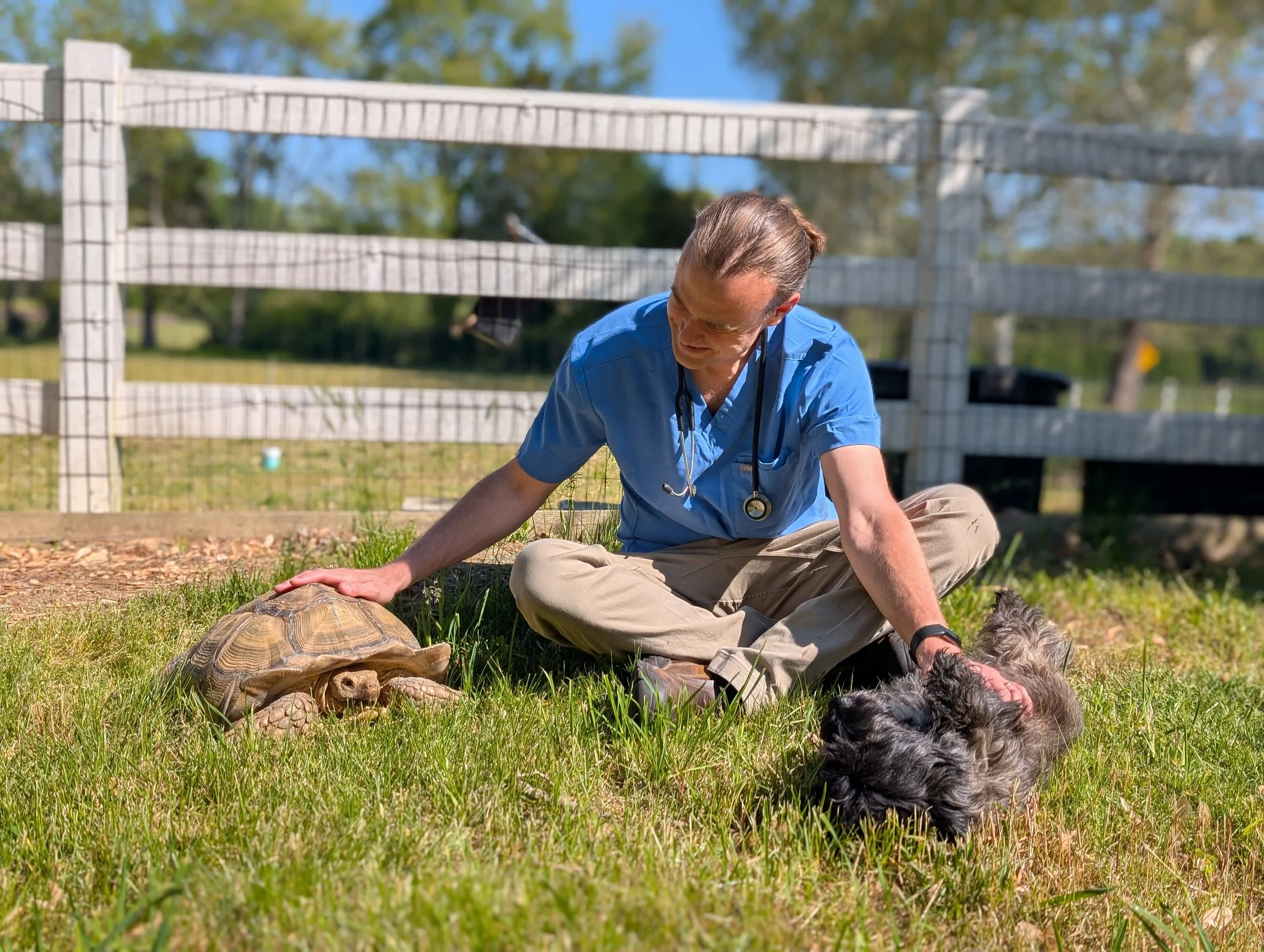 A veterinarian in blue scrubs with a stethoscope examining a tortoise and two dogs in a grassy outdoor area.