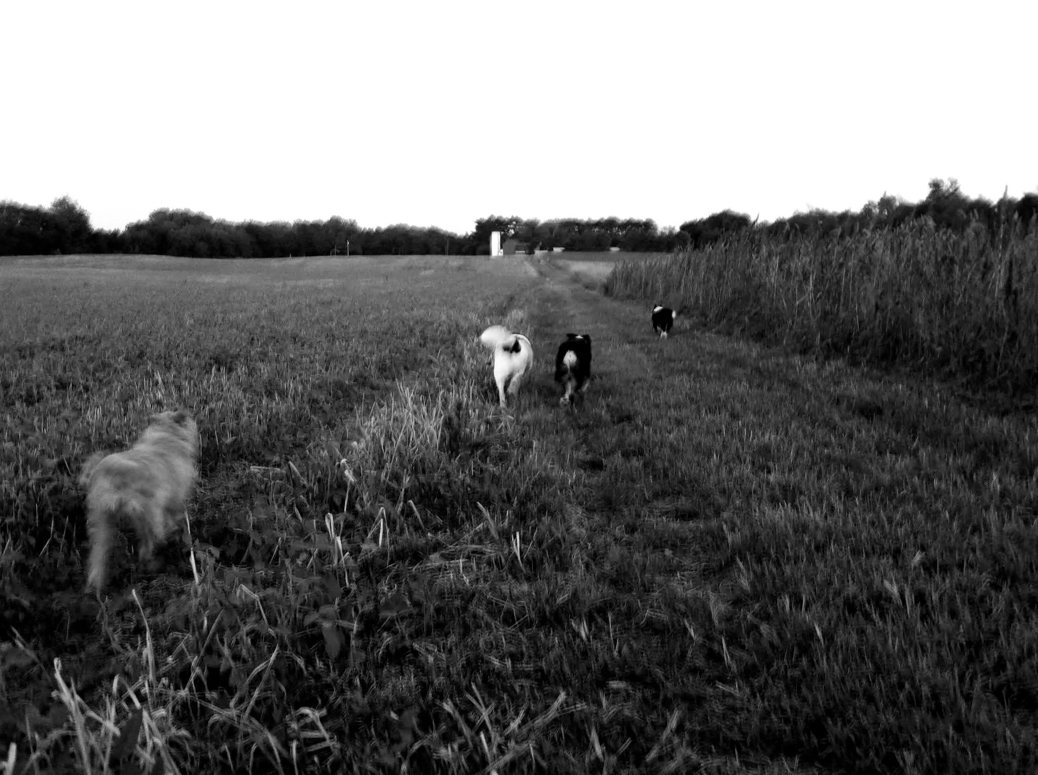 A black-and-white photo of a rural landscape with a dirt path, grassy fields, and trees in the background. Three dogs are walking along the path toward a distant building.