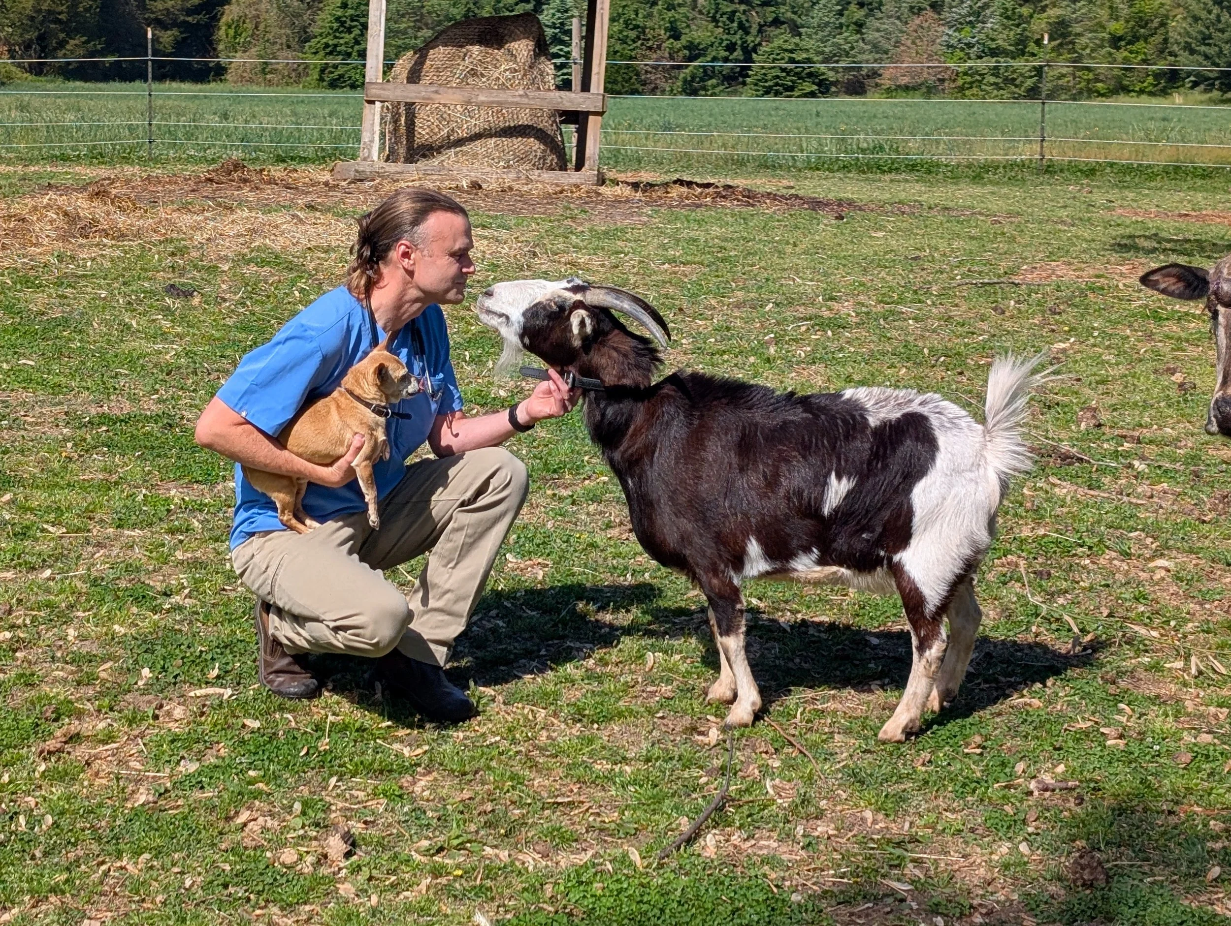A person kneeling on the ground holding a small dog and petting a goat's face in a grassy outdoor area surrounded by a fence.