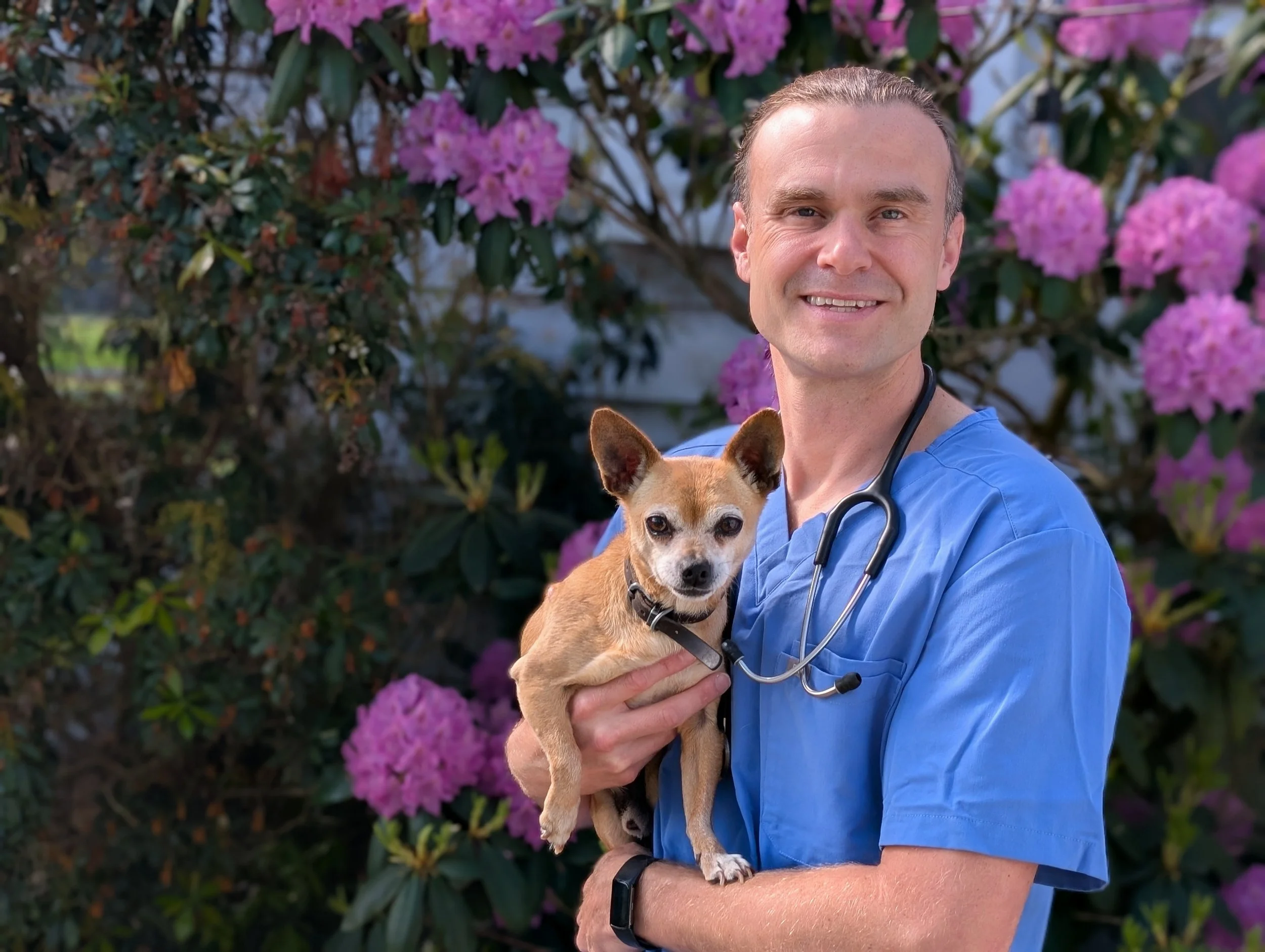A man dressed as a veterinarian in blue scrubs holding a small brown and white dog with a black collar, standing in front of purple rhododendron flowers.