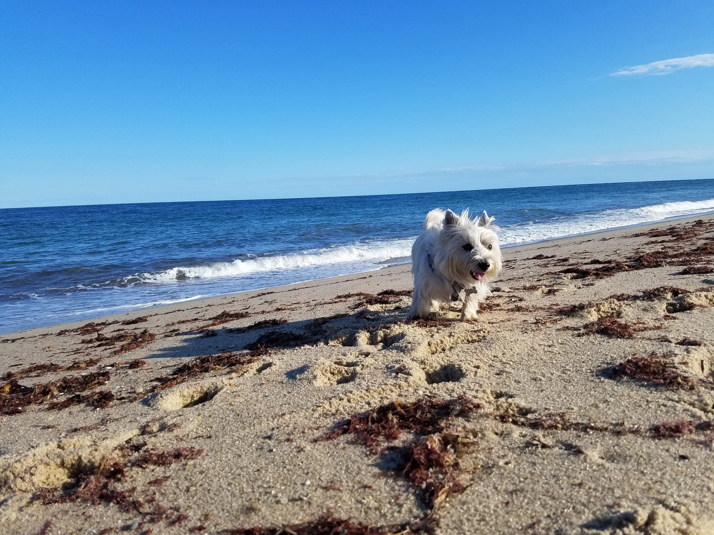 A small white dog with fluffy fur running on a sandy beach near the ocean under a clear blue sky.