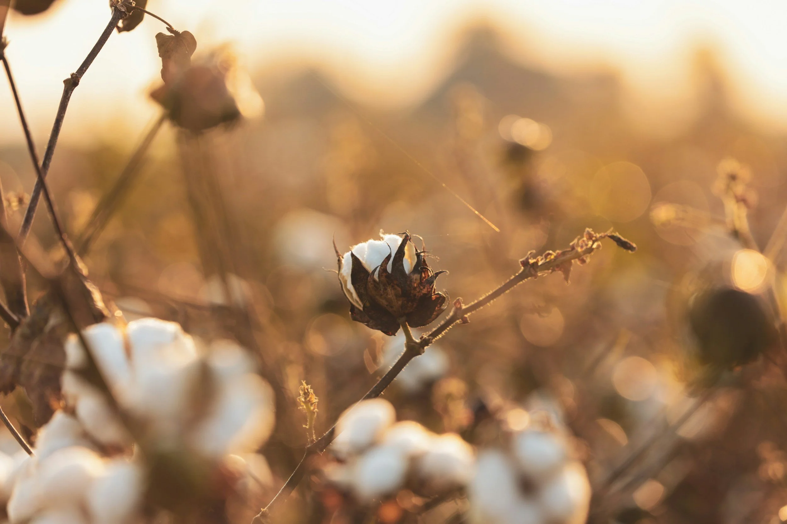 Close-up of cotton plants with fluffy white cotton bolls on branches, backlit by warm sunlight.