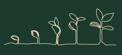 Line drawing of the growth stages of a plant from seedling to mature plant.