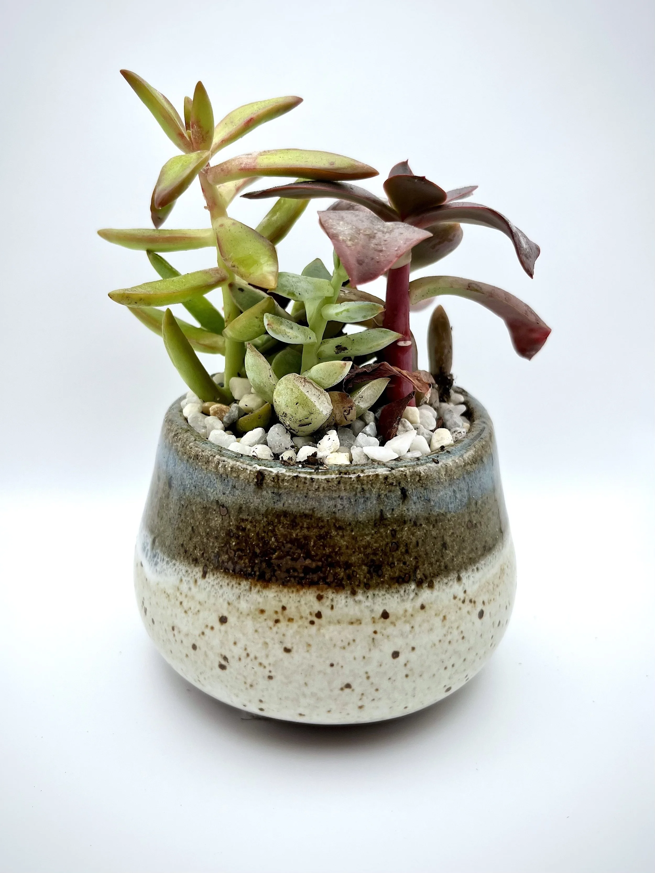 Succulent Garden White Pot.jpg