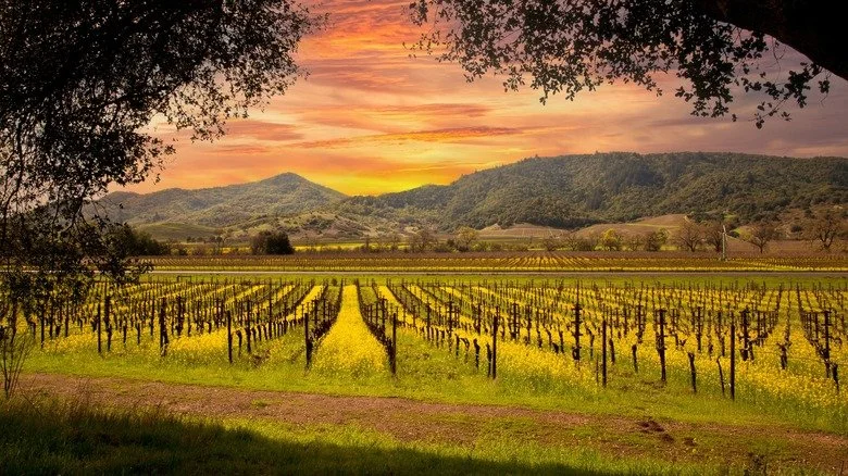 Vineyard with rows of grapevines during sunset, with mountains in the background and trees framing the scene