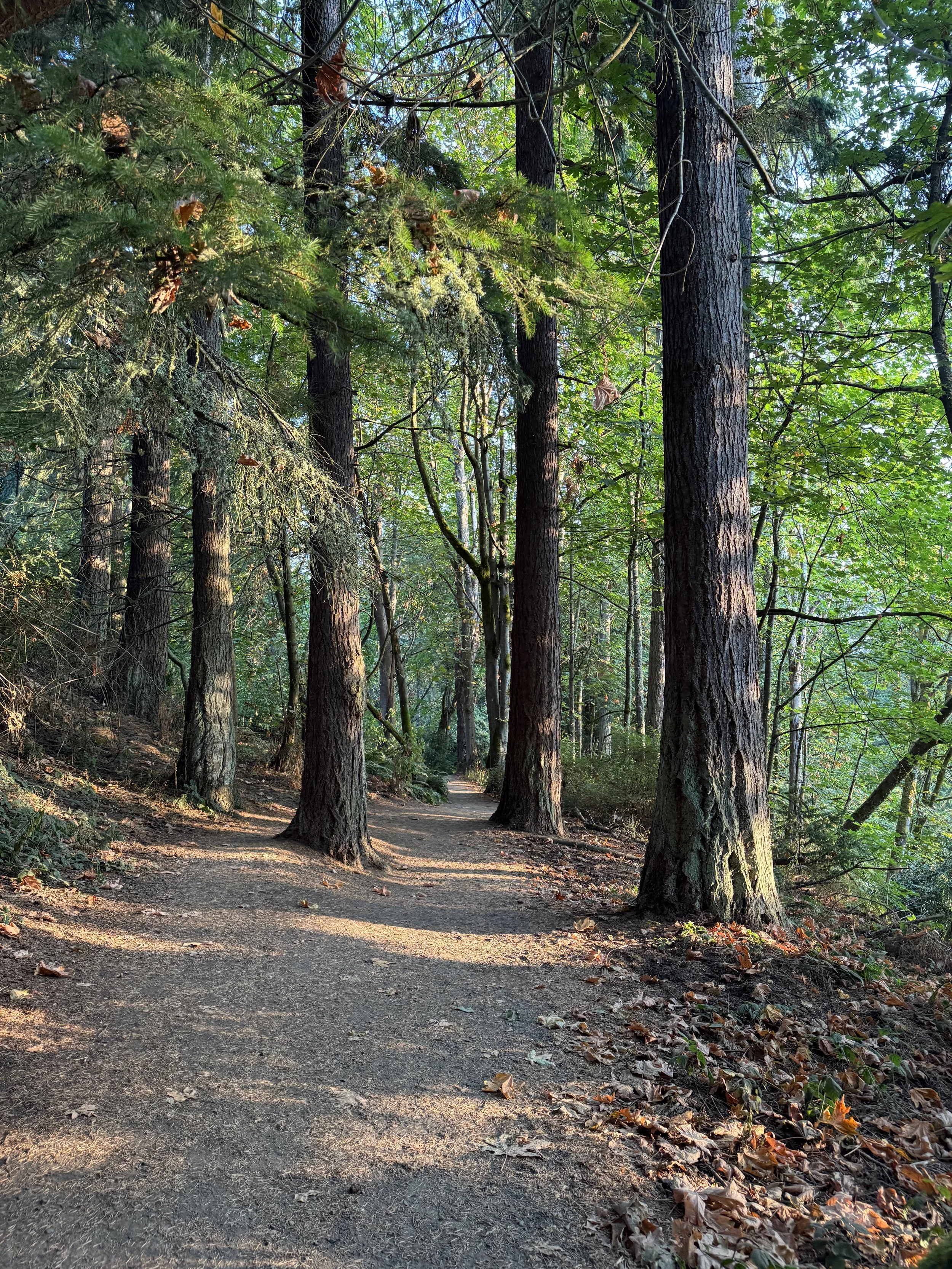 A dirt trail winds through a forest with tall trees and green foliage. Sunlight filters through the branches, casting shadows on the ground covered with fallen leaves.