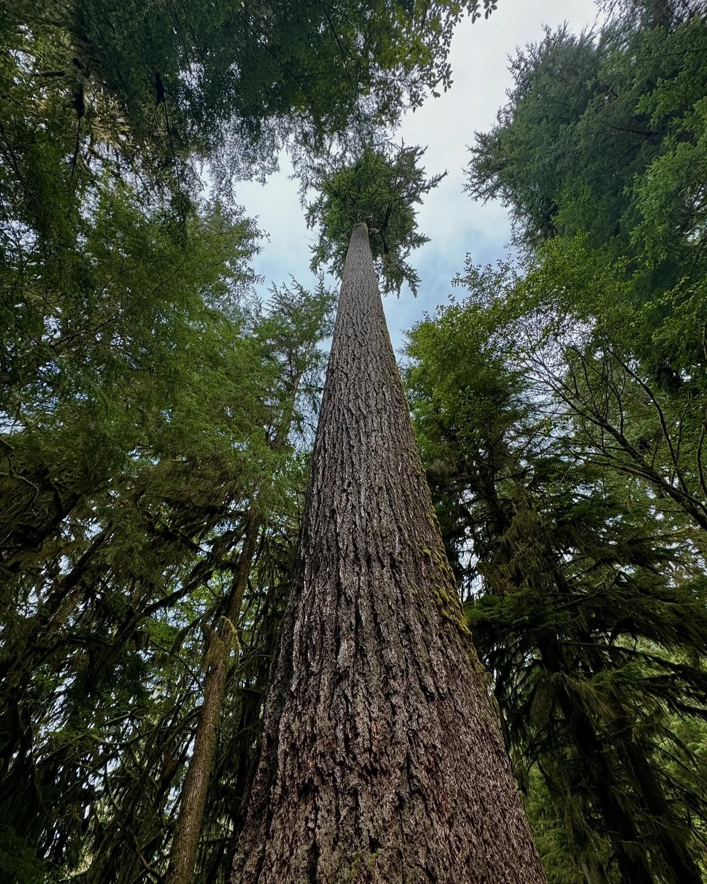 Looking up at a tall tree in a forest, with greenery and branches surrounding it and the sky visible at the top.
