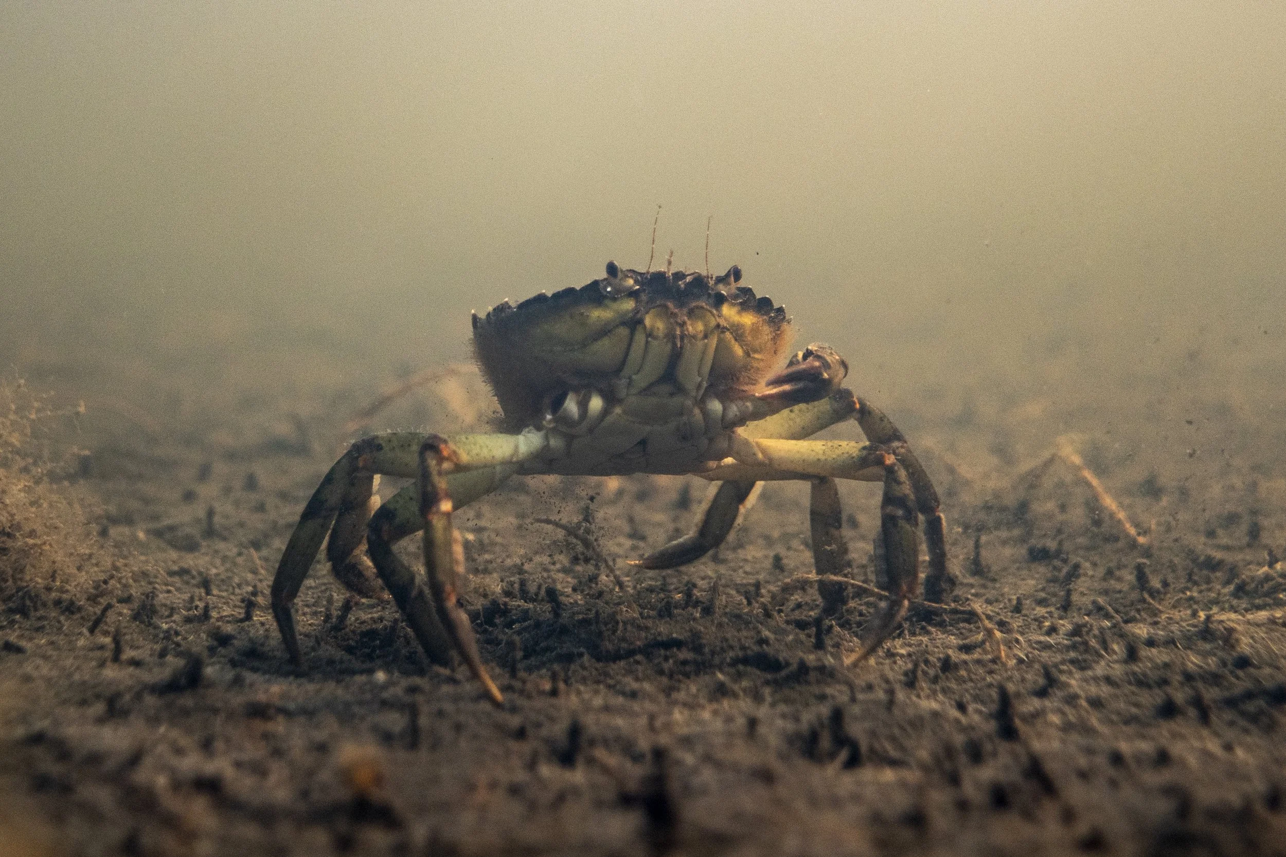 Close-up of a crab underwater on dirt ground.