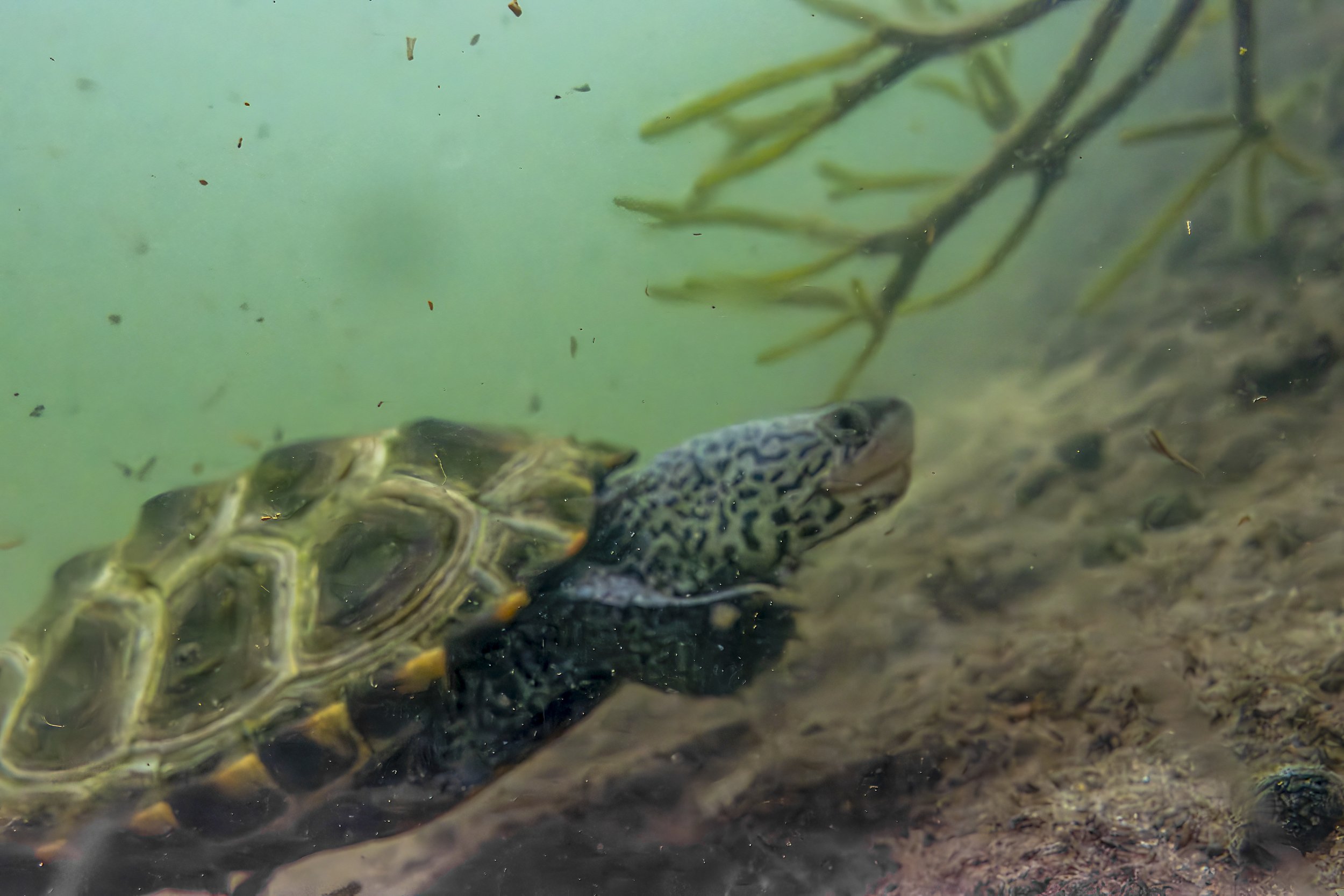 Close-up of a northern diamondback terrapin underwater among aquatic plants and debris.