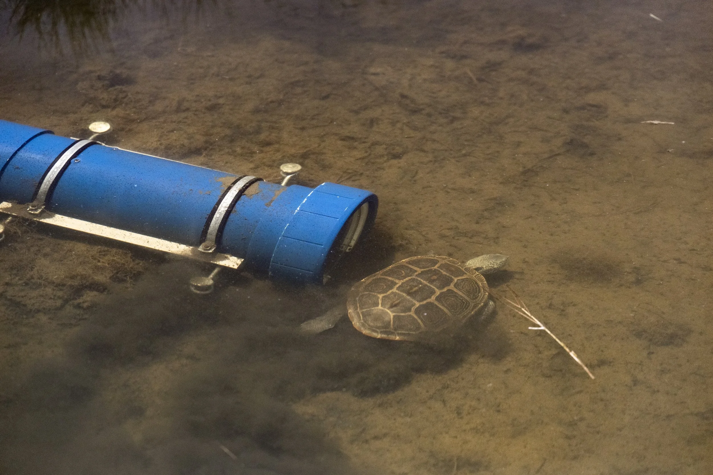 A northern diamondback terrapin swimming in front of a Terrapin 1 aquatic camera trap, or underwater trail camera in a salt marsh in Massachusetts new england. Photo by Russ Laman / National Geographic