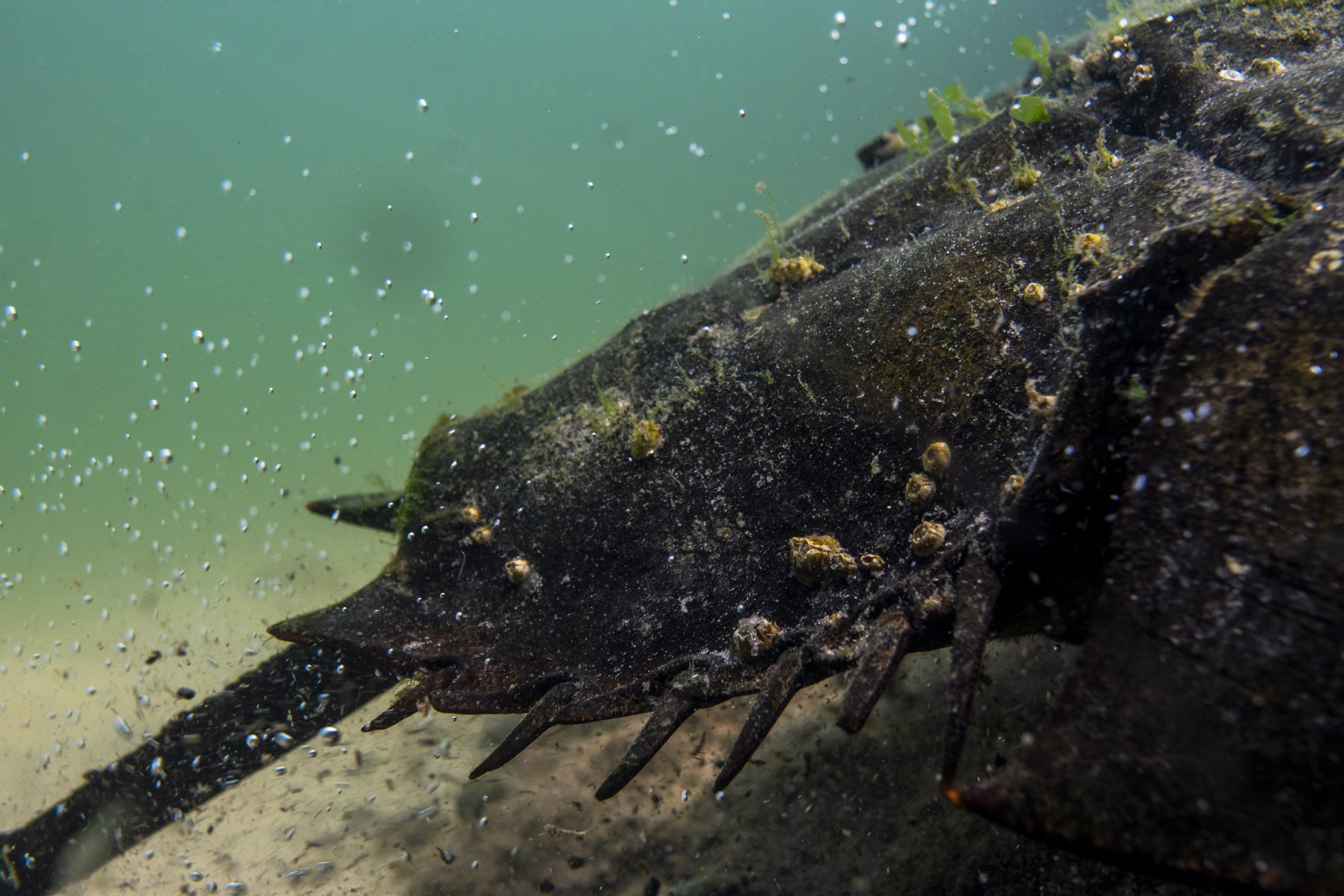 Close-up of a horseshoe crab trail underwater, surrounded by bubbles and algae on its skin.