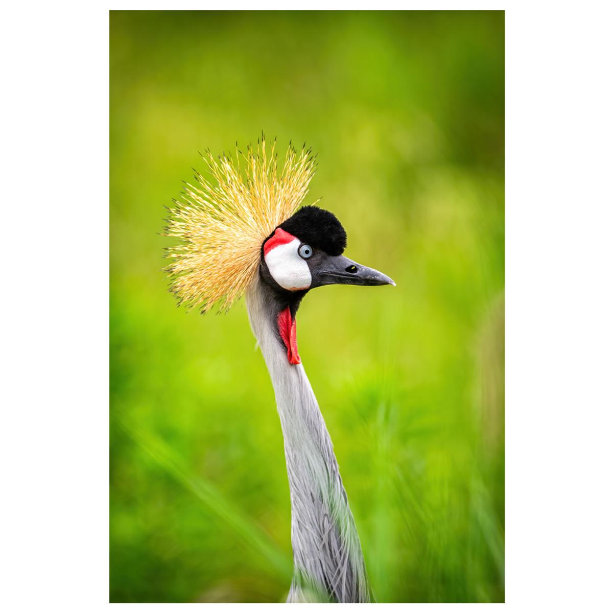 Grey-Necked Crane - wall art print
