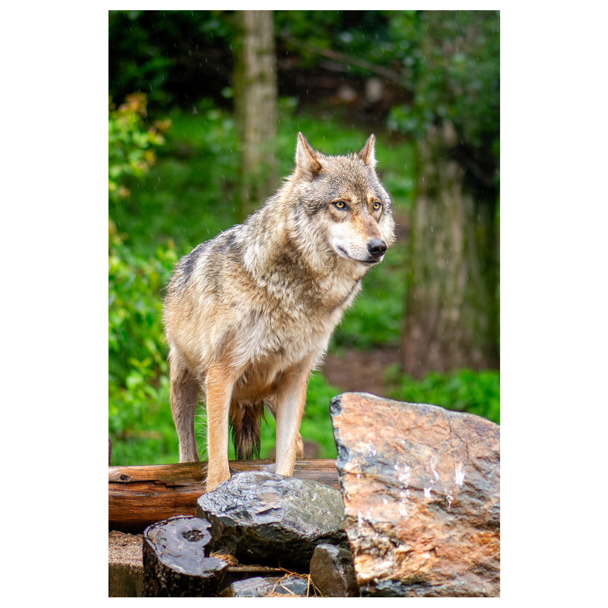 Alpha - wall art print
