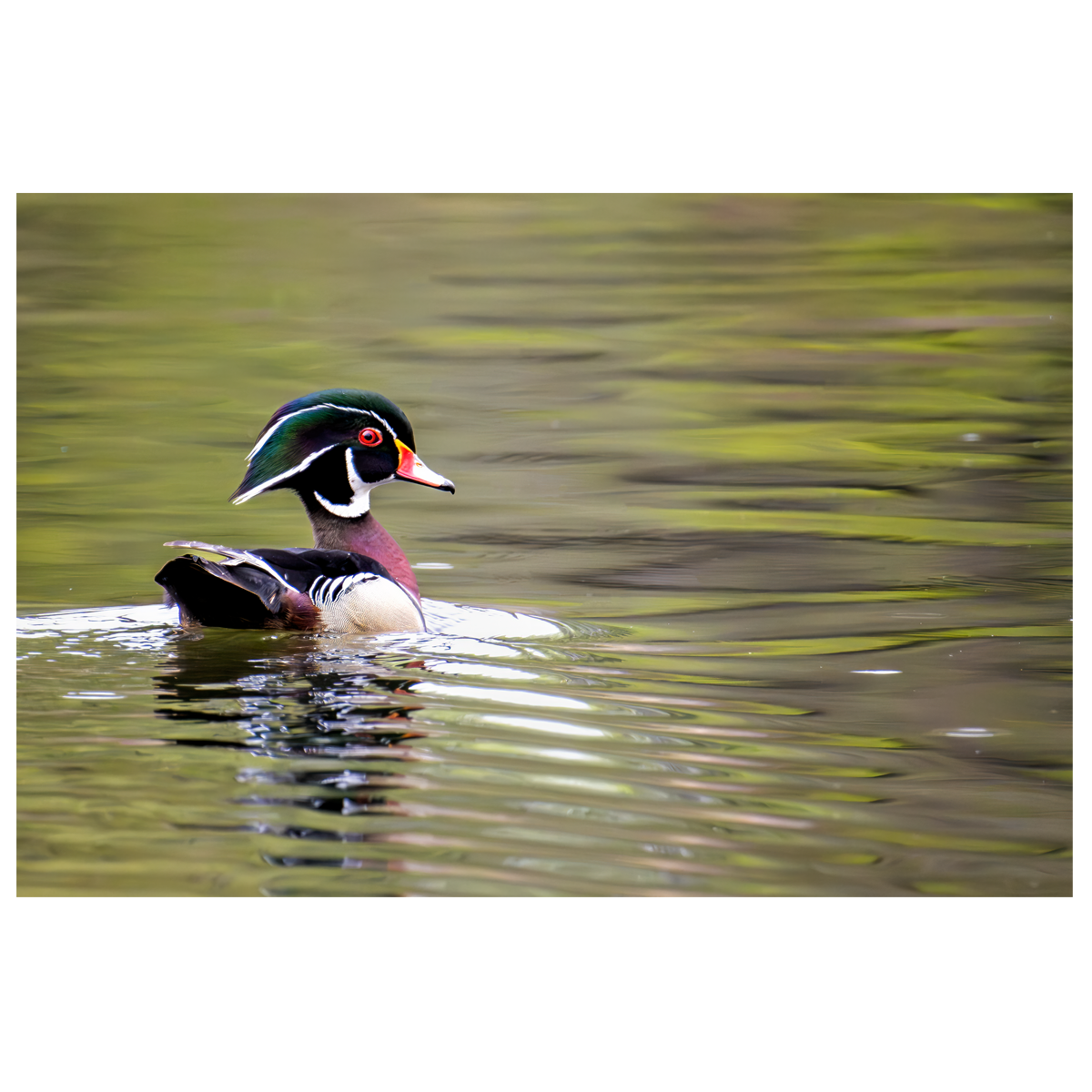 Wood Duck in Profile - wall art print