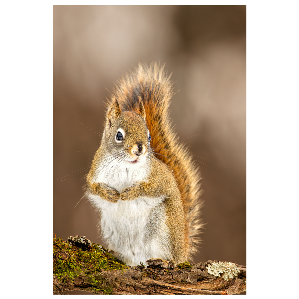 American Red Squirrel in winter - wall art print