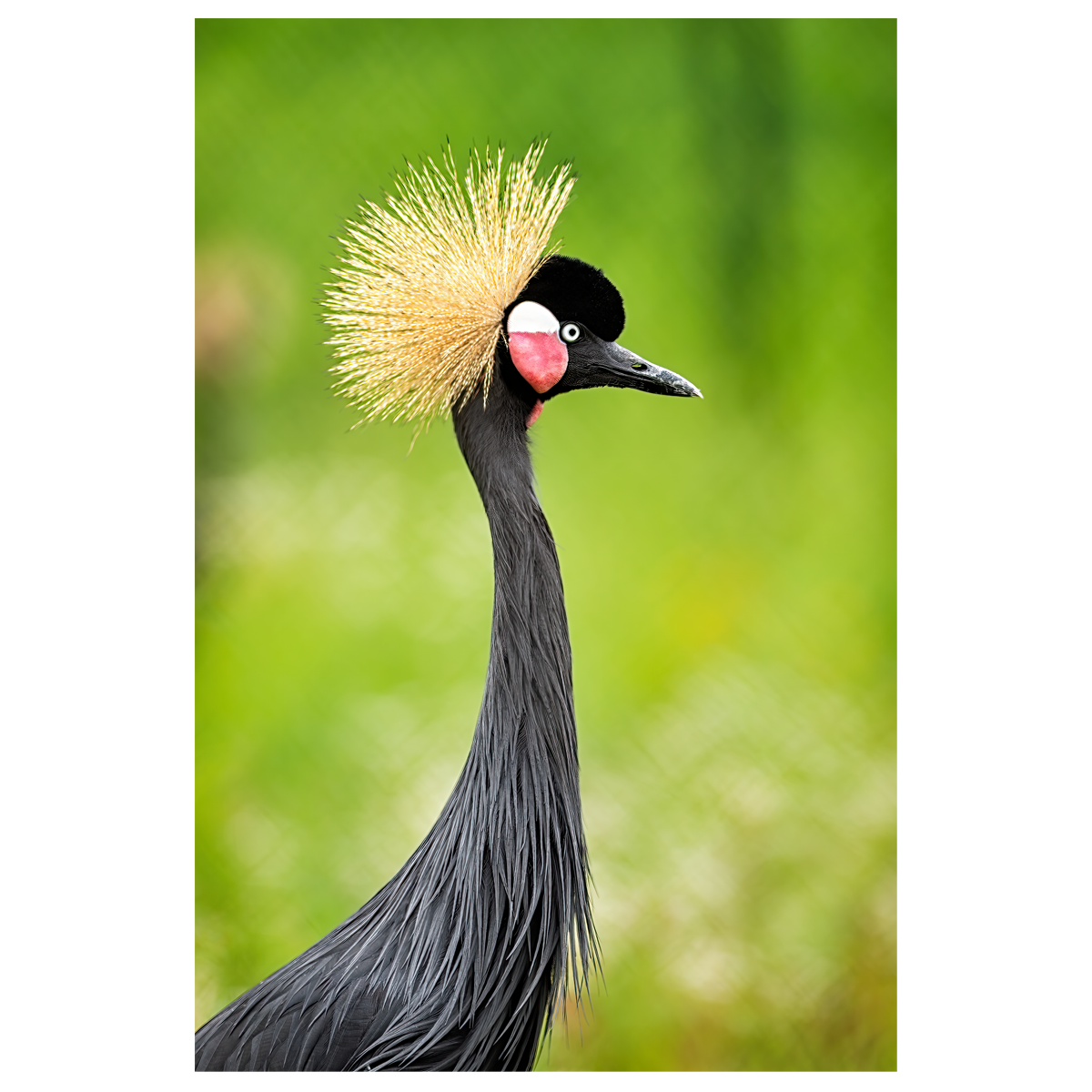 Black Necked Crane - wall art print
