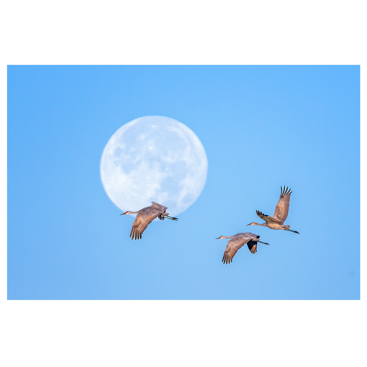 Daphne Moon & Niles Crane - wall art print