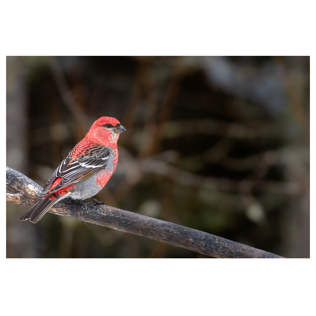Pine Grosbeak - wall art print