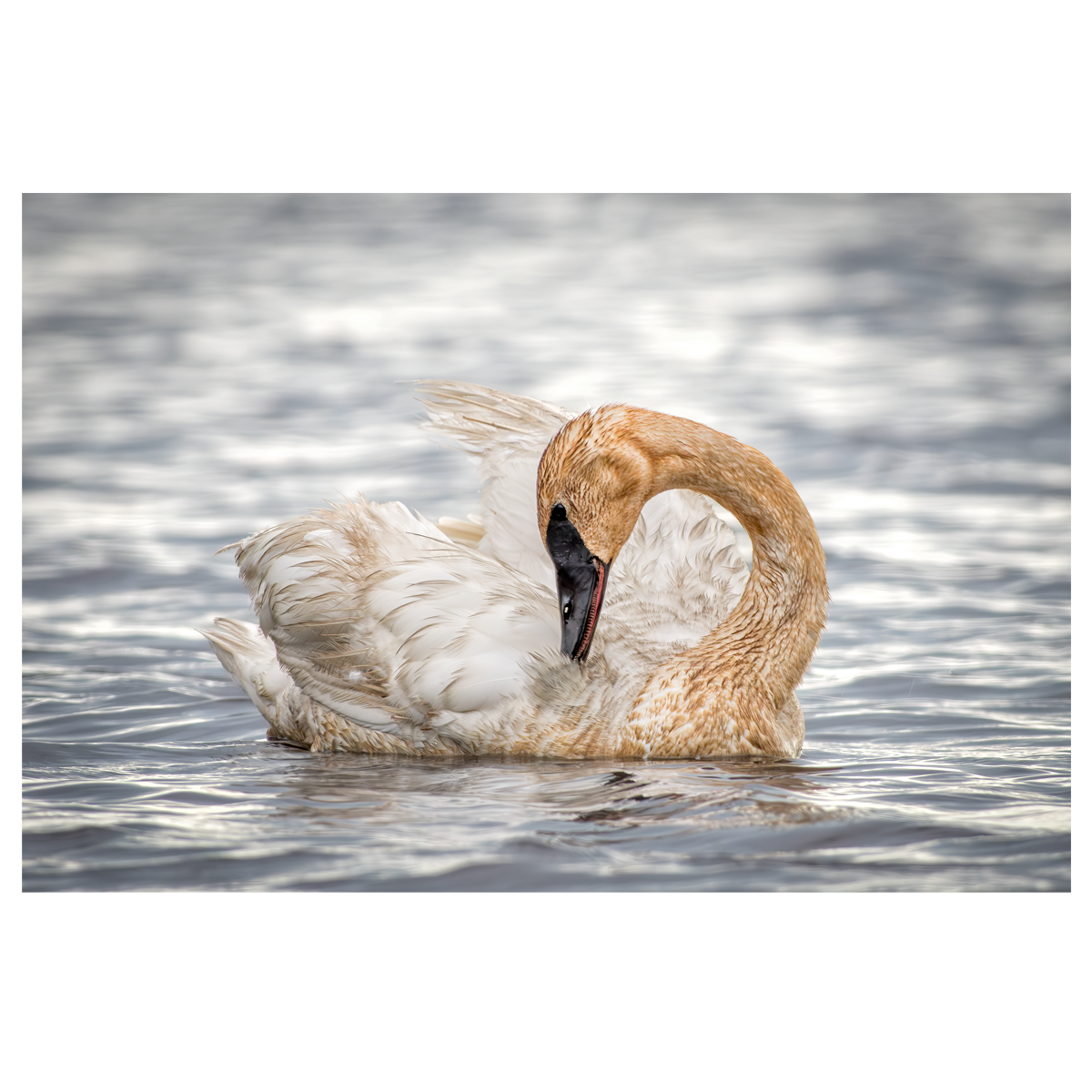 Preening Trumpeter Swan - wall art print