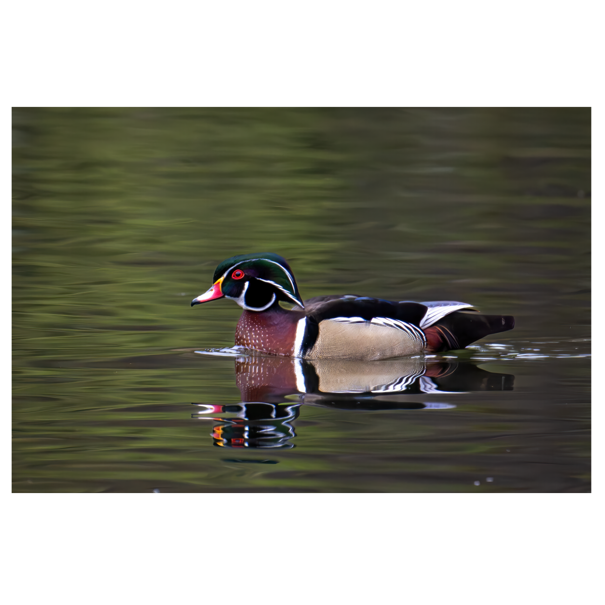 Wood Duck Passing Through - wall art print