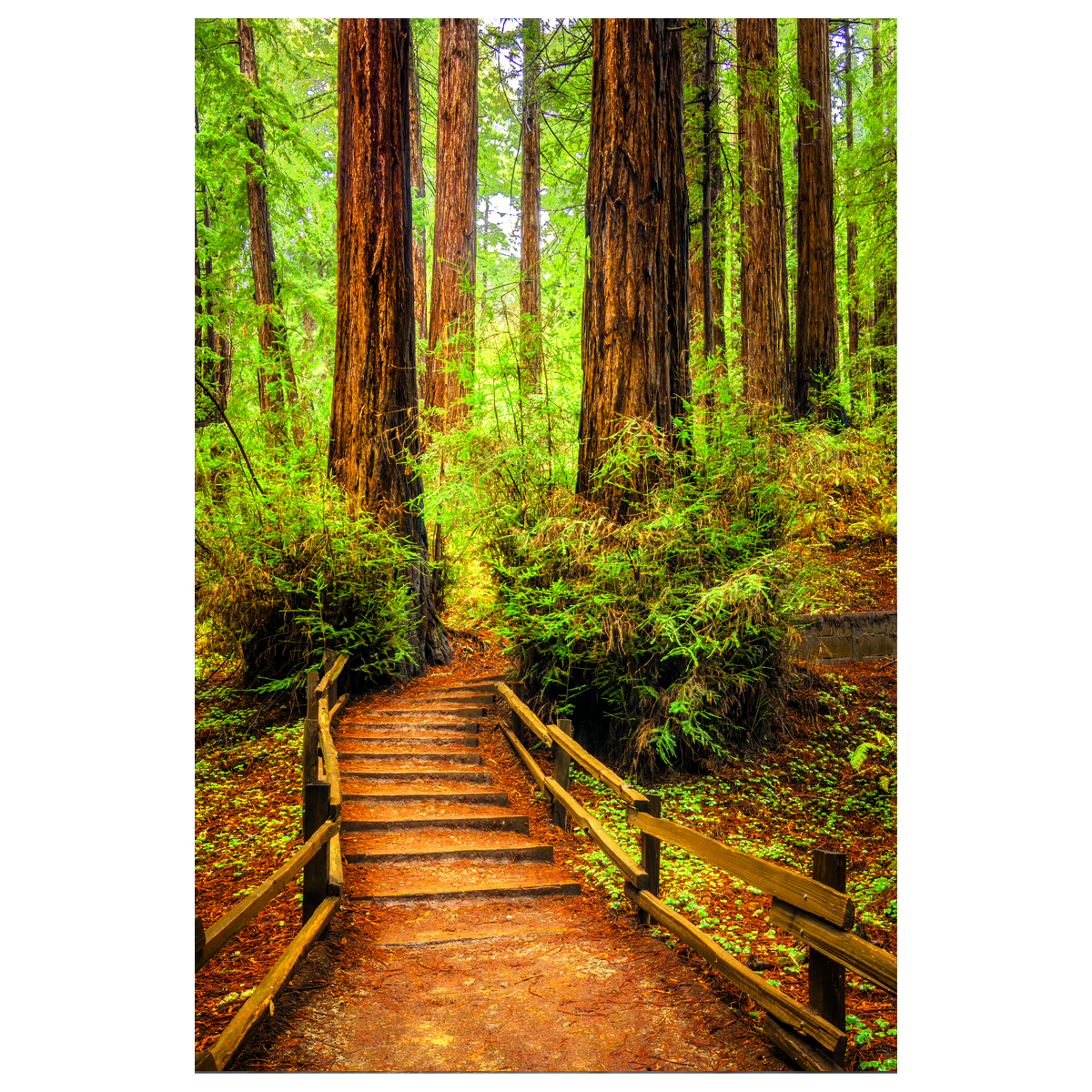 Inviting Forest - wall art print