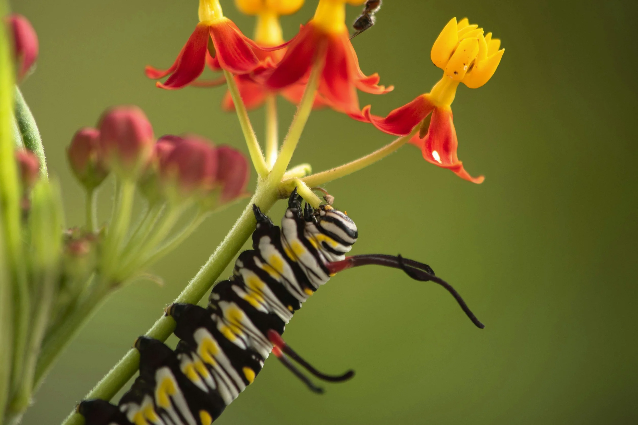 Close-up of a colorful Monarch butterfly caterpillar hanging on a vibrant red and yellow flower with a soft green background.