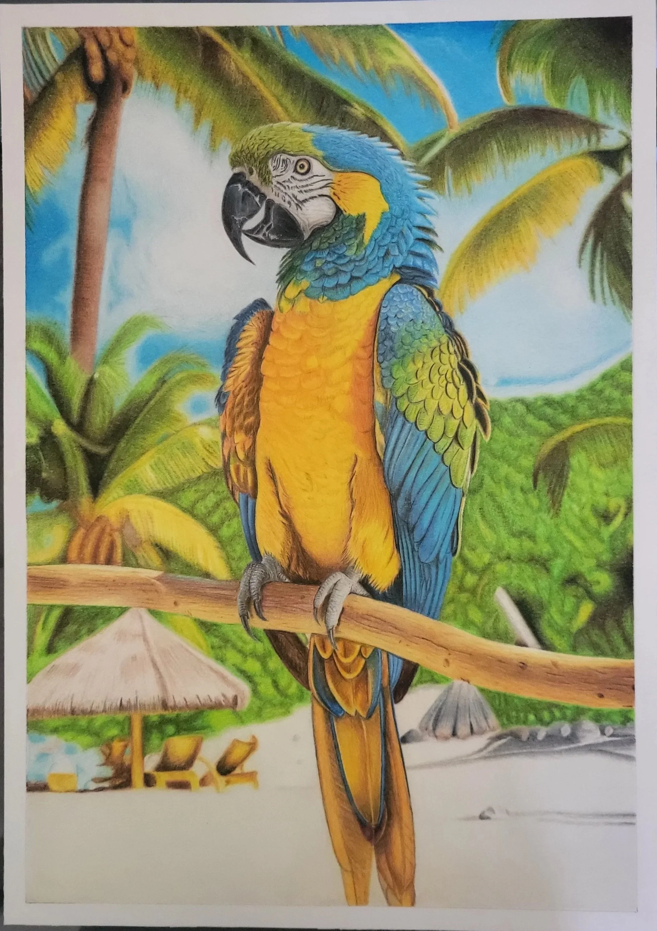 Papagayo / Técnica: Lapices de colores / Tamaño: A3 42x29.7 / Hoja: Strathmore Bistrol vellum surface 270 grs.